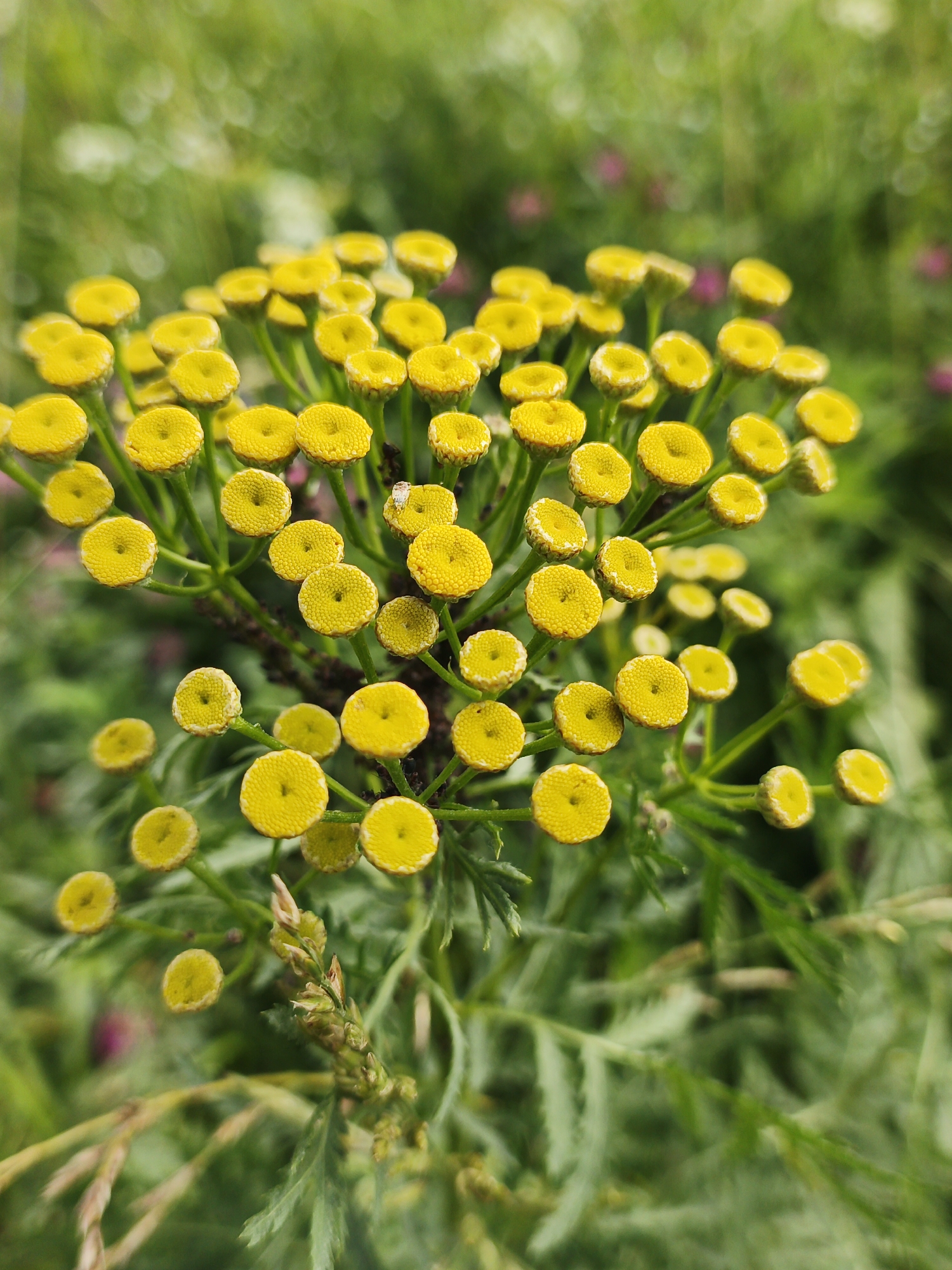 The image is a close-up, eye-level, outdoor photograph of a cluster of small, yellow button-like flowers, likely tansy, against a blurred green and pink background. The flowers have a textured, domed appearance with many tiny florets visible. They are arranged in a dense cluster on thin green stems. Some of the flowers are fully open, while others appear to be buds. The background consists of soft-focus greenery, suggesting a natural setting like a meadow or garden. There are hints of pink in the background, possibly other flowers. The overall impression is one of natural beauty and delicate detail. This image was taken in Medvedyovka, Russia, and depicts a common wild or cultivated plant in its natural environment. There are no people or specific man-made objects visible in the frame.