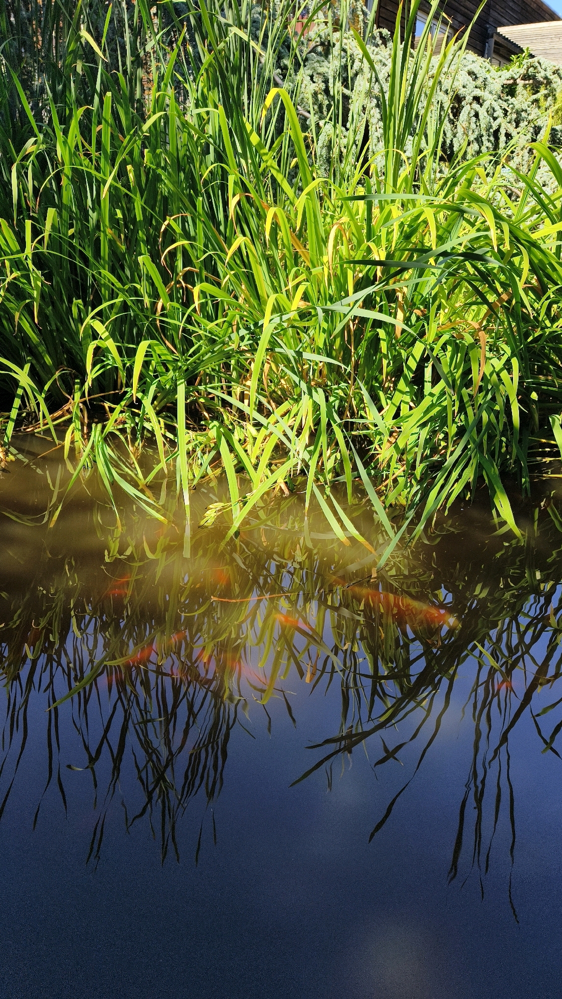 The image displays a body of water with tall green reeds growing along its edge. Several orange goldfish are visible swimming beneath the surface of the water, their reflections appearing on the underside of the reeds. The water itself is a murky brown, with reflections of the sky and reeds creating patterns on its surface. In the background, a building with a wooden facade and a tiled roof is partially visible, along with a coniferous tree. The scene appears to be a pond or a slow-moving stream in an outdoor setting. The city of Langenlois, Austria, is known for its vineyards and wine production, as well as its natural beauty, which could include such a pond.