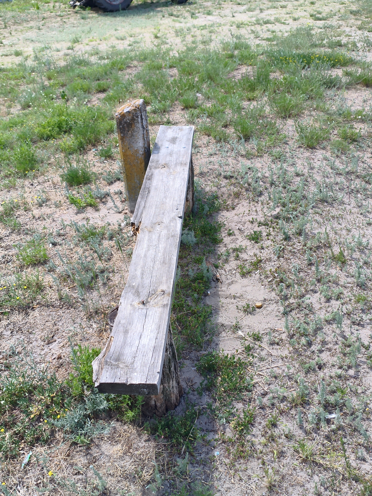 A weathered, rough-hewn wooden plank bench is the primary subject of this outdoor scene, set in a field of sparse, dry grass and sandy soil. The bench is supported by two rough, unhewn log stumps. One log stump is clearly visible supporting the right side of the bench, while the other is partially obscured by the bench and a concrete post on the left. The concrete post is yellowish and appears aged.
The bench itself is a long, splintered plank of wood, showing signs of significant wear and tear. Cracks and uneven surfaces are prominent, indicating exposure to the elements. The wood has a greyish, sun-bleached appearance.
The ground around the bench is a mix of dry, sandy earth and patches of green vegetation, including tall, wispy grasses and smaller, low-lying plants. Some small yellow flowers are scattered amongst the greenery. In the upper left corner of the image, a portion of a large vehicle tire, possibly from a tractor, is visible, suggesting a rural or agricultural setting.
The lighting suggests it is daytime, with a bright sun casting some shadows, though these are not very strong, implying possibly overcast conditions or a high sun. The overall mood is one of simplicity and perhaps a touch of rustic neglect. The location is identified as Matiashivka, Ukraine. No people are visible, and there are no discernible signs of activity or specific events taking place. The scene is static, focusing solely on the bench and its surroundings.