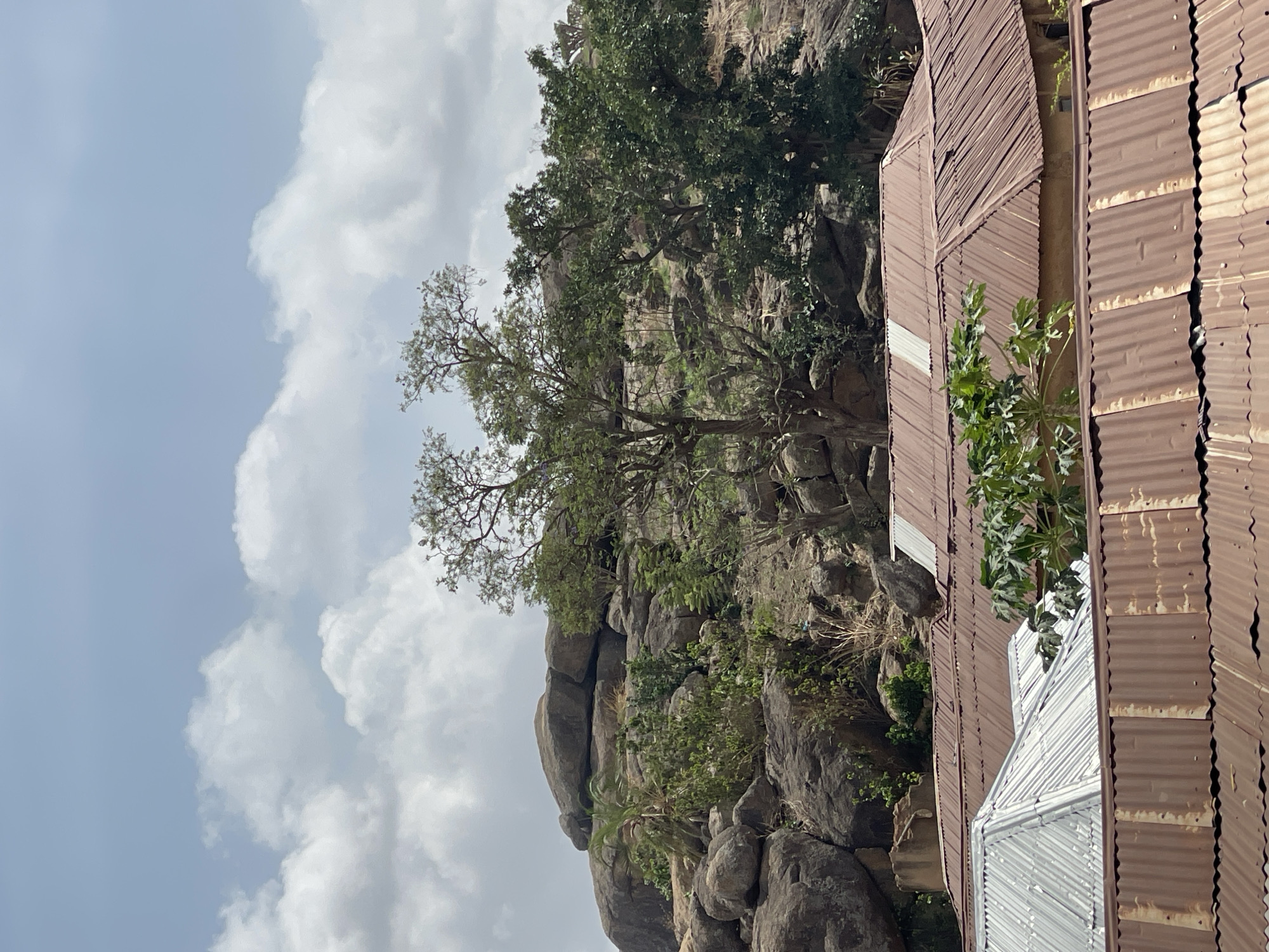 The image captures a rugged landscape in Vom, Nigeria, showcasing a blend of natural rock formations and human structures under a cloudy sky. The upper portion of the frame reveals a light blue sky interspersed with large, fluffy white clouds.
The central and left areas are dominated by massive, rounded rock formations and boulders, suggesting a hilly or mountainous terrain. Lush green vegetation, including mature trees with extensive canopies and smaller shrubs, grows densely amidst the rocks, adapting to the uneven landscape.
On the right side, several rustic buildings are visible, characterized by their corrugated metal roofs and walls. The metal appears weathered and predominantly rusty brown, with some sections of lighter, possibly galvanized, silver-colored corrugated sheets. A leafy green plant, possibly a young tree, is seen growing close to one of these structures.
No people or overt activities are depicted. The scene suggests a quiet, daytime environment. The weather appears clear despite the clouds. There is no visible text in the image.