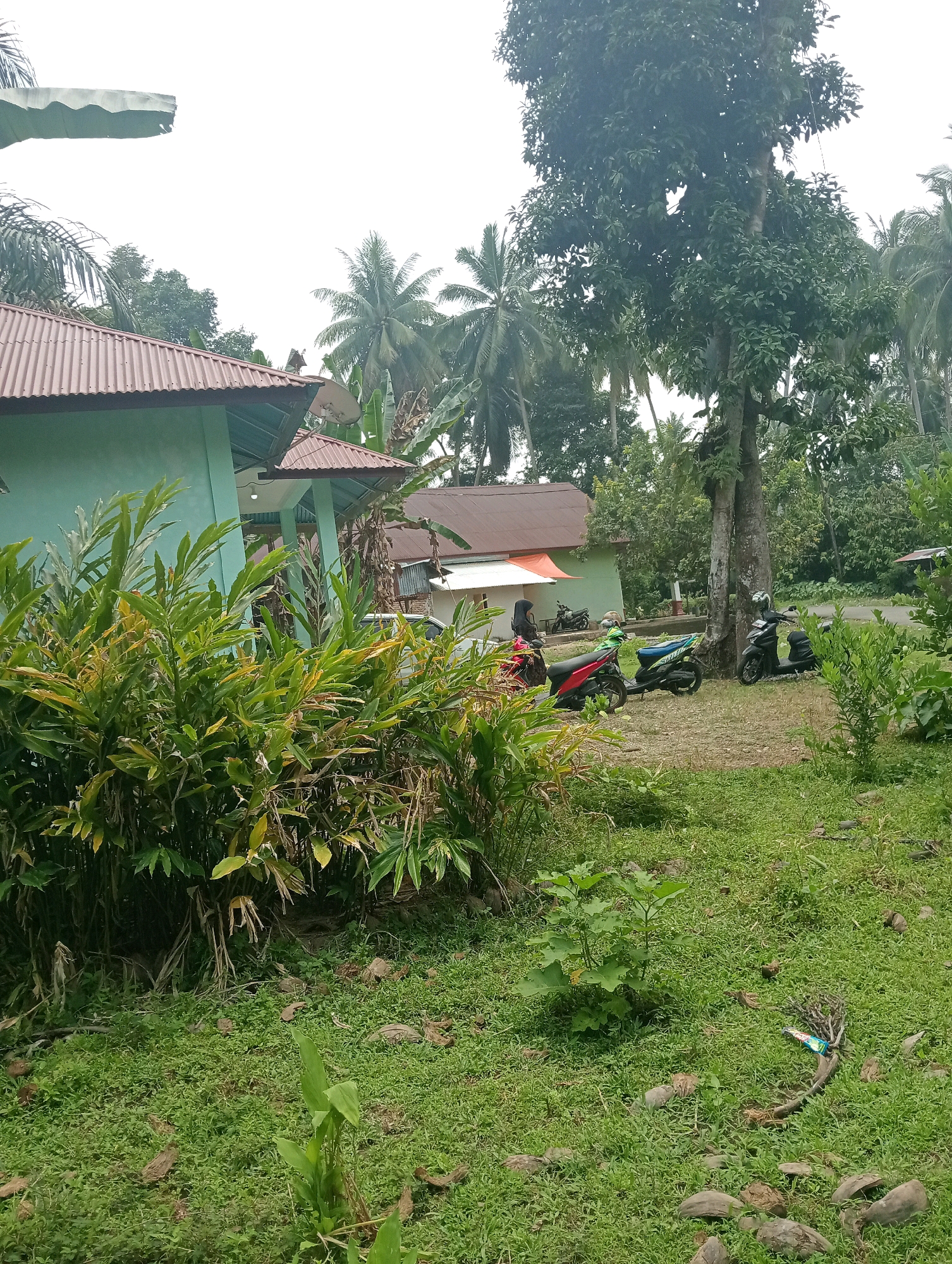 The image captures an outdoor scene in what appears to be a rural or semi-rural residential area, possibly in Campago Barat, Indonesia, given the architectural style and vegetation. In the foreground, a lush patch of green grass is scattered with coconut husks and a few small rocks. A young, leafy plant grows in the center of the frame. Beyond this, a dense collection of tall, leafy plants with some yellowing leaves dominates the mid-ground, partially obscuring a light blue building with a reddish-brown corrugated metal roof. To the right of this building, a smaller structure with a similar roof is visible, and behind it, more vegetation and trees.
In the mid-ground, near a large tree, several motorbikes are parked on the grassy ground. One red motorbike is to the left, followed by a green and blue motorbike, and two black motorbikes on the right. A person wearing a dark headscarf and a dark garment is standing near the red motorbike. A tall tree with a thick trunk and dense foliage stands prominently to the right of the motorbikes, casting some shade. Behind the tree and motorbikes, a road is visible, bordered by more trees and vegetation. The background is filled with various types of trees, including palm trees and other tropical foliage, under an overcast sky. The overall impression is of a peaceful, somewhat unkempt residential setting.
