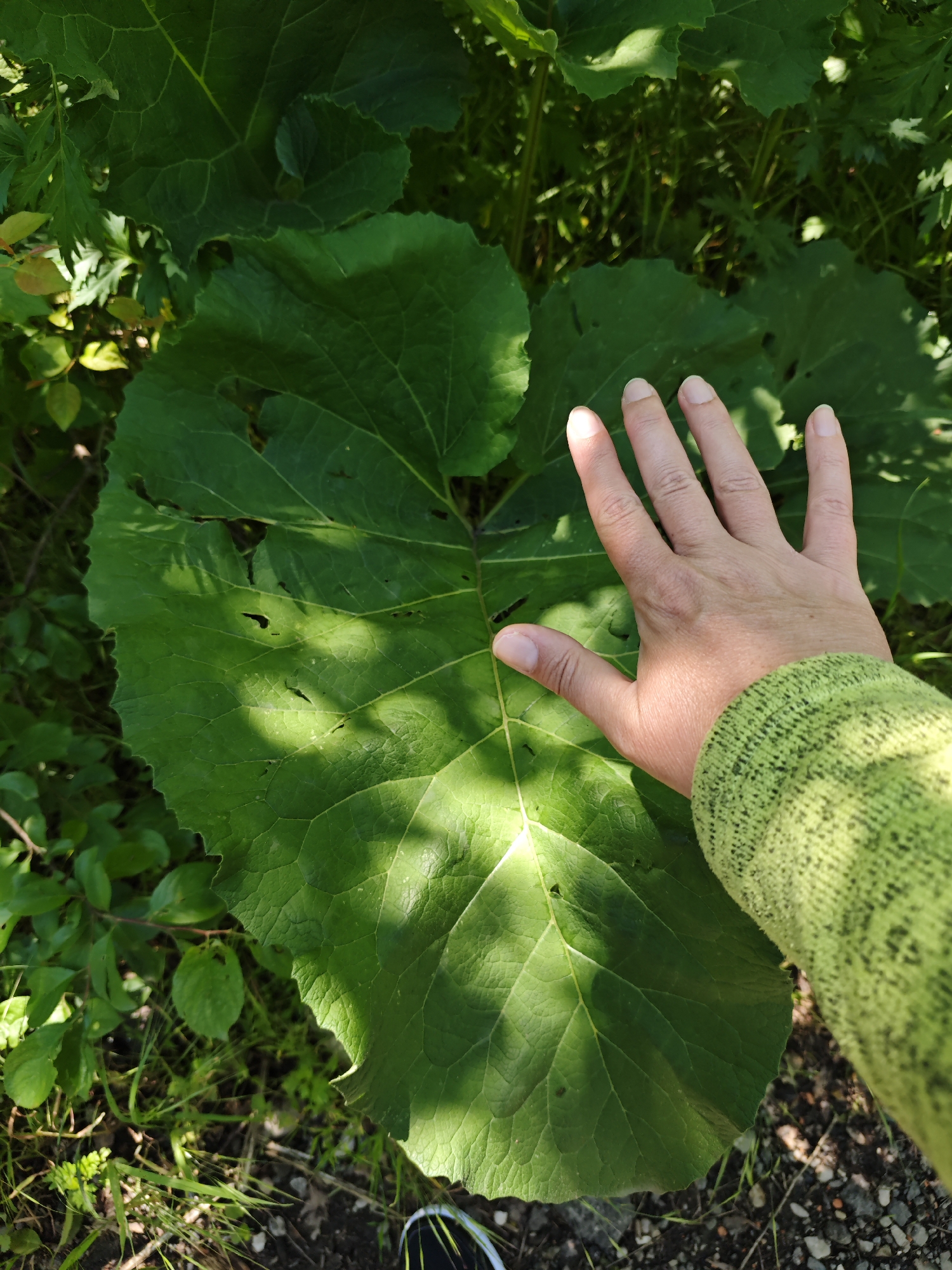 The image shows a large, green leaf, possibly a burdock leaf, partially covered by a human hand. The hand is positioned on the right side of the leaf, palm down, with fingers spread. The person is wearing a green sweater with a textured pattern on the sleeve. The leaf is surrounded by other green foliage and some grassy areas. The ground is visible in the lower portion of the image and appears to be a mix of dirt and small stones. The location is Svobody, Russia.