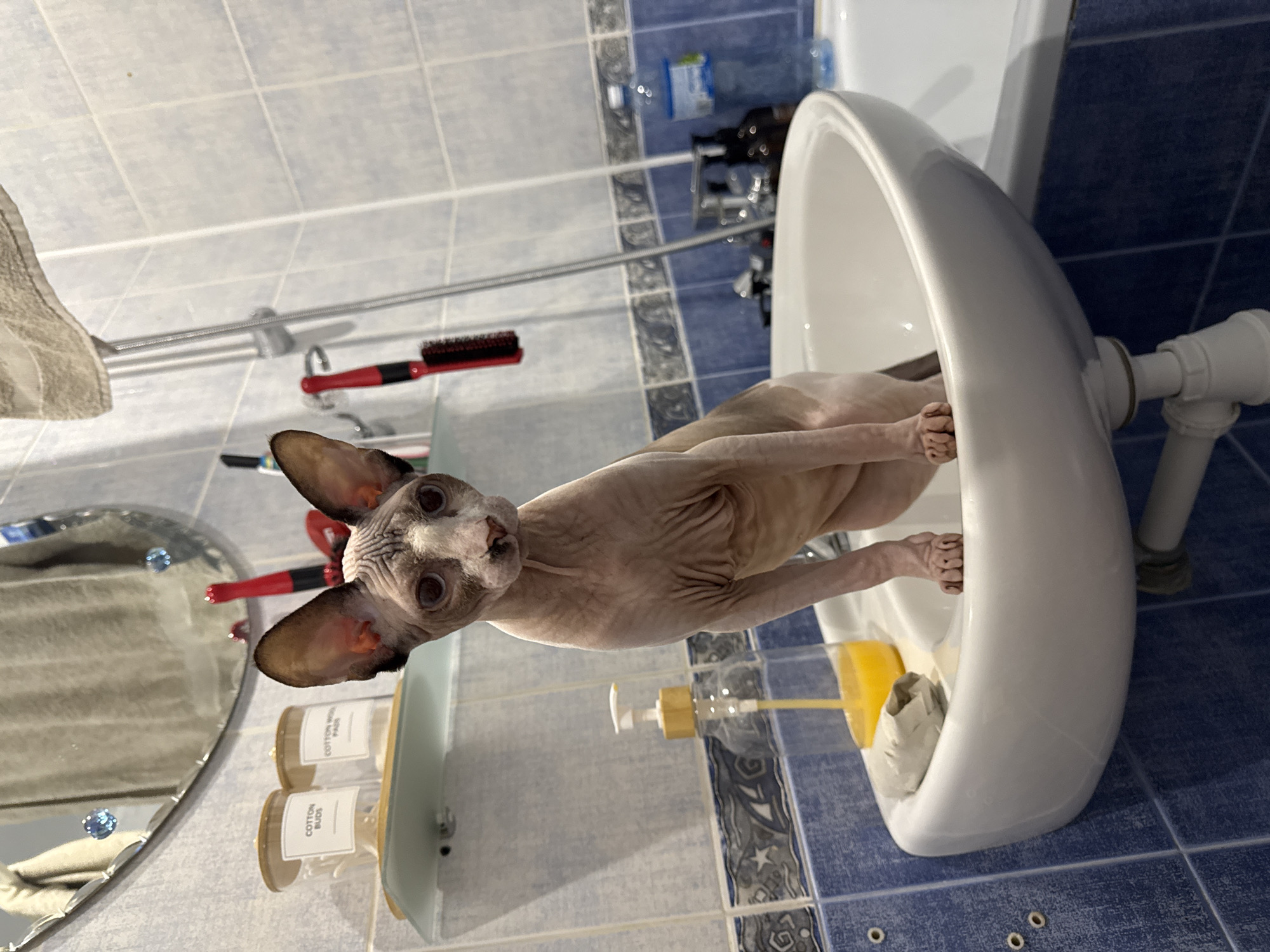 A Sphynx cat is sitting inside a white sink in a bathroom. The cat has pink skin and large ears. It is looking at the camera with a curious expression. The sink is in a bathroom with blue tiled walls and a white bathtub. There are several objects in the bathroom, including bottles of soap and cotton swabs, and a brush. The lighting is dim, and the overall impression is that the cat is in a typical domestic bathroom.