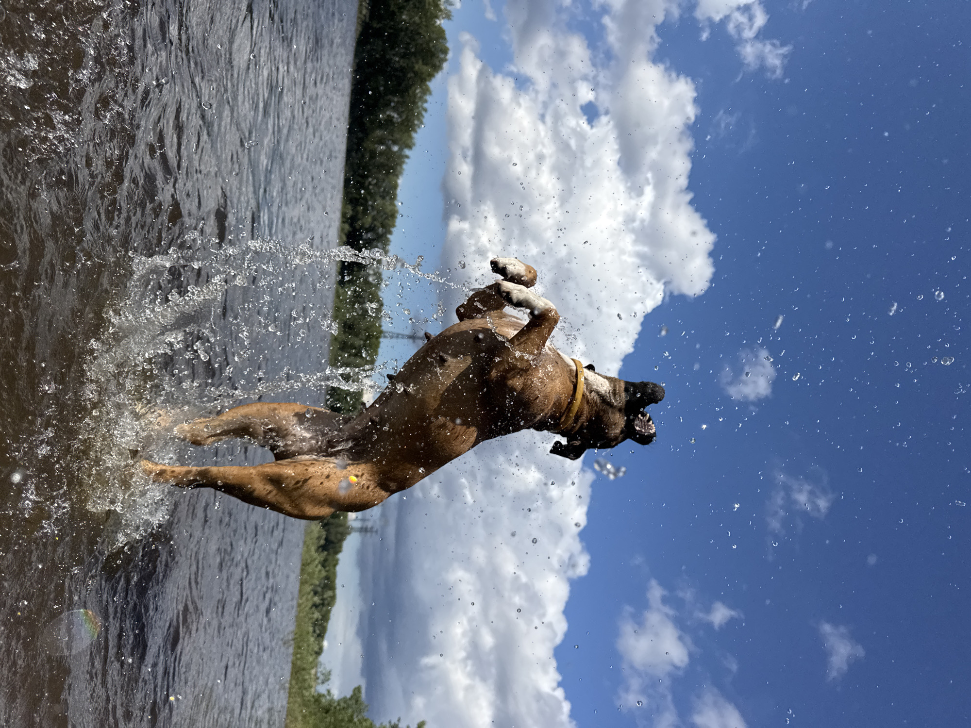 A brown dog is captured mid-air, leaping through water with impressive agility. Its body is contorted in a dynamic pose, legs splayed and head turned, as if in the midst of a playful splash. Water droplets erupt around the dog, creating a dynamic spray that adds to the sense of motion. A yellow collar is visible around its neck.
The scene is set on a body of water, likely a lake or river, with dark, rippling water dominating the lower left portion of the frame. The water's surface is disturbed by the dog's movement, creating a cascade of splashes. In the background, a line of lush green trees runs along the distant shore, suggesting a natural, possibly wooded, environment.
The upper portion of the image is a vivid blue sky, dotted with fluffy white clouds. The bright daylight and clear blue sky indicate it is daytime, likely a sunny afternoon. The overall mood is energetic and joyful, capturing a moment of pure canine exuberance. The low angle of the shot emphasizes the dog's leap against the expansive sky. There is no visible text in the image.