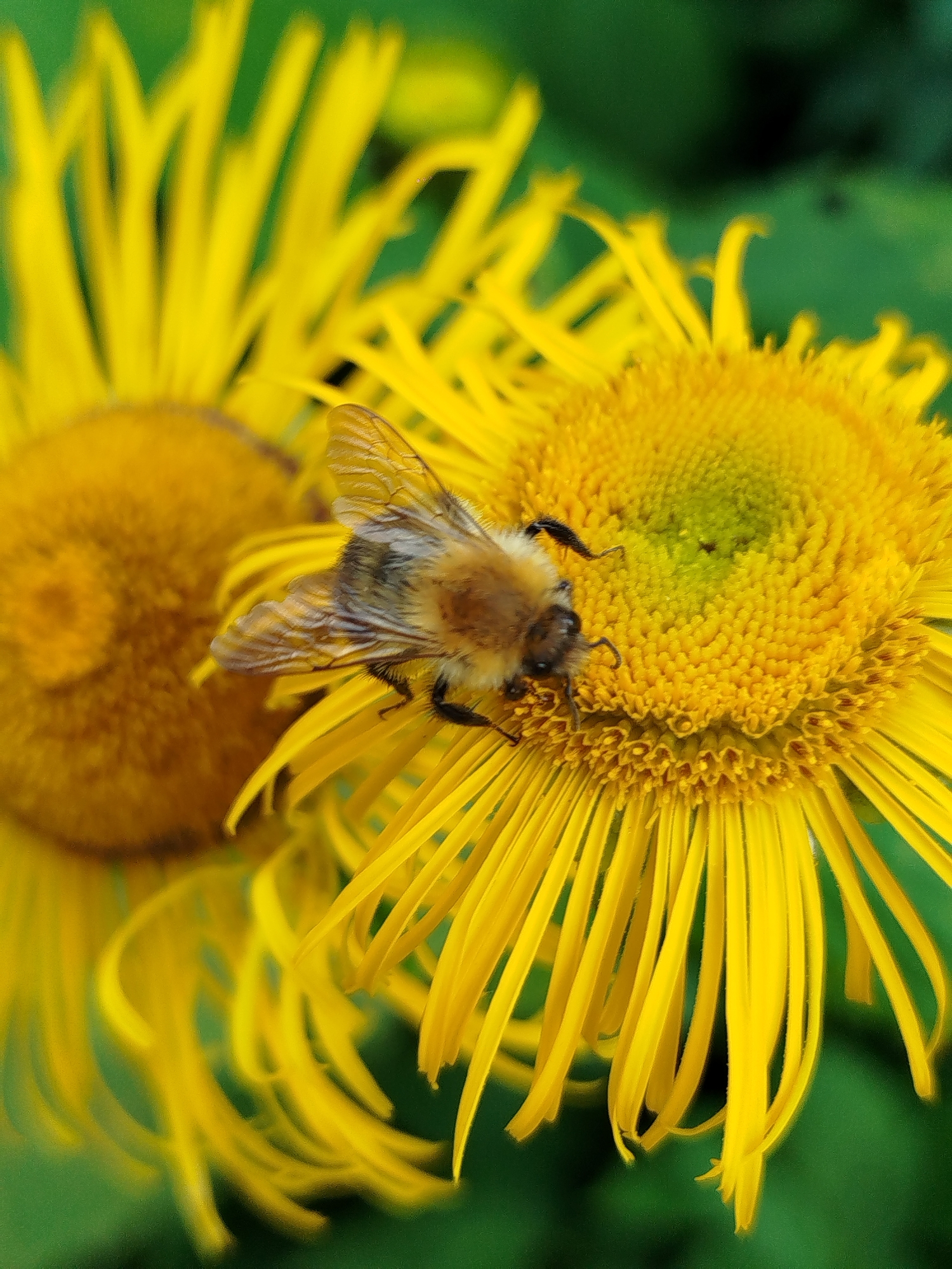 A close-up, macro photograph features a bumblebee with fuzzy brown and black stripes resting on a bright yellow flower. The flower has numerous thin, elongated petals radiating outwards, with a textured, yellow and green center. Another blurry yellow flower is visible in the background to the left. The background is a soft, out-of-focus green. The image is captured in natural lighting, emphasizing the textures of the bee and the flower. The specific location of Чкаловское Снт, Russia, is not visually discernible from the photograph itself, which depicts a natural outdoor setting.