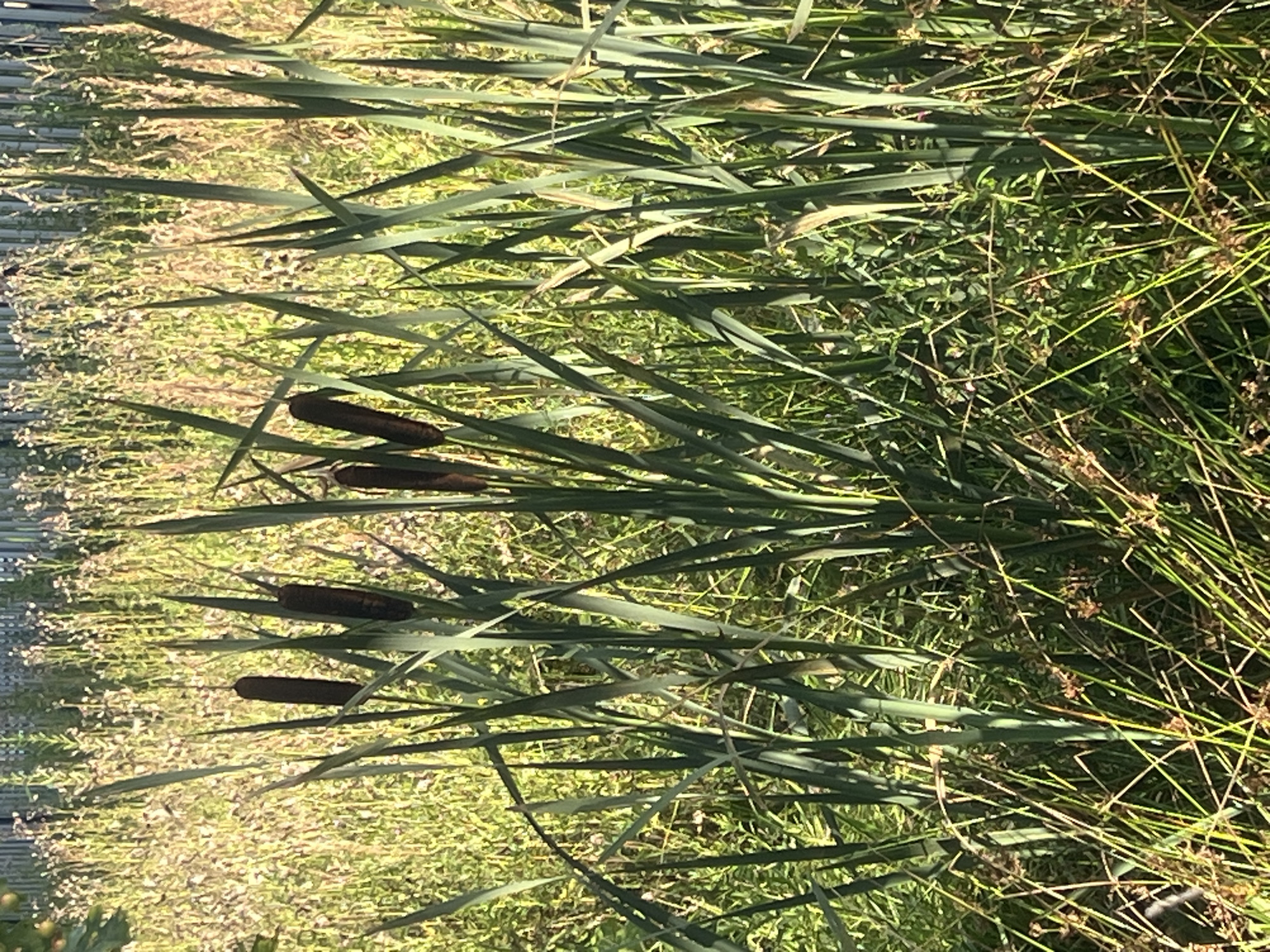 The image shows a dense patch of cattails with dark brown seed heads. The cattails are tall and slender with long, green leaves. In the background, there is a blurred area of tall, dry grass and vegetation. A fence is visible at the very top of the image. The scene appears to be outdoors in a natural setting. There are no people or animals visible. The lighting suggests it is daytime. The overall impression is one of wild, overgrown wetland vegetation. The image does not contain any elements that would specifically indicate a location in Otradnoye, Russia.