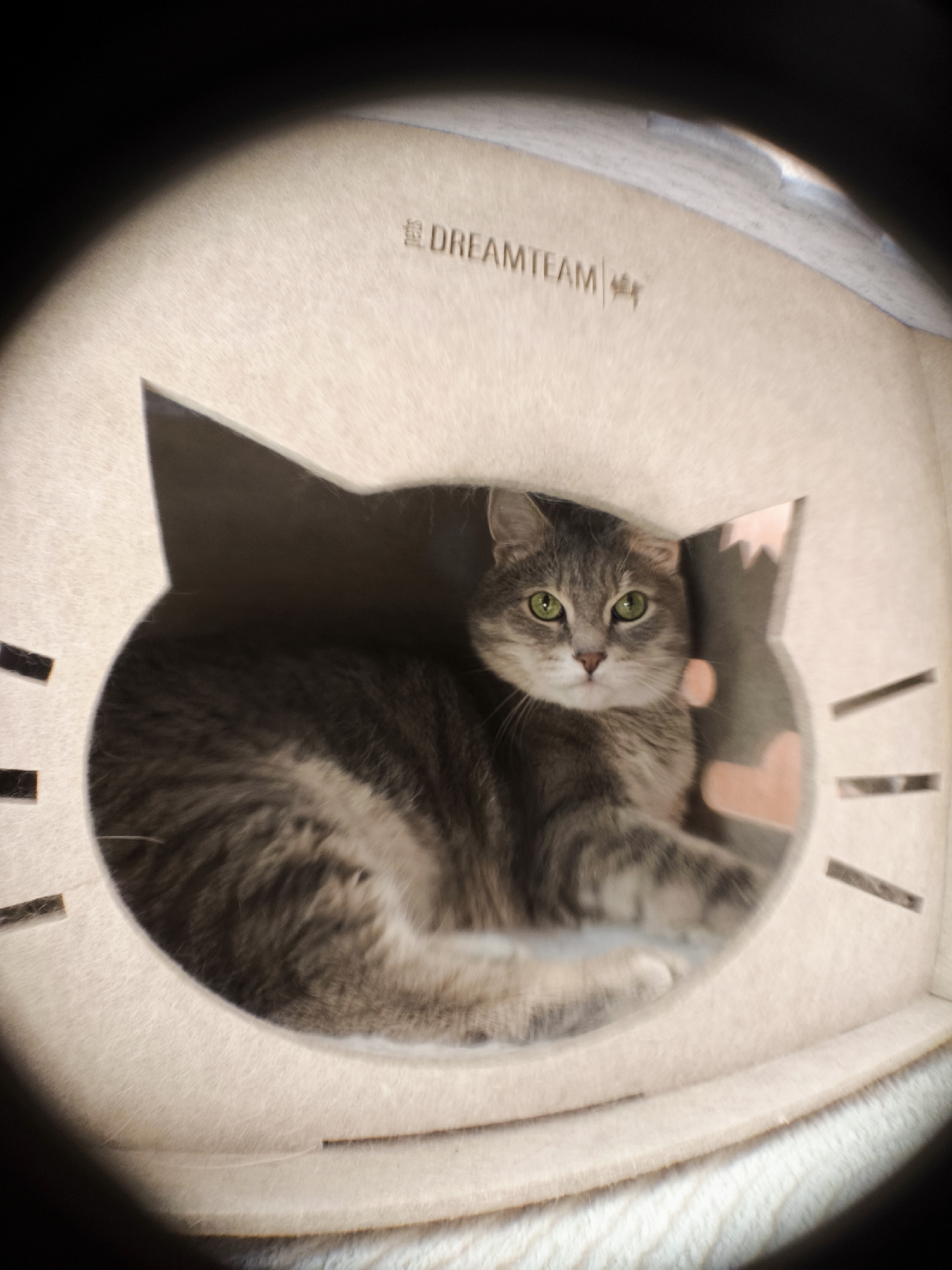 A close-up, fisheye lens shot captures a tabby cat with bright green eyes peeking out from a cat-shaped cutout in a beige cat house. The cat's fur is a mix of gray and brown stripes, and its body is partially visible within the cutout. The cat house is made of felt material and has cutouts resembling whiskers on the sides of the cat's face. Faint pink heart shapes are visible on the interior of the cat house. Text that appears to read "DREAMTEAM" is printed at the top of the cat house. The background is blurred, creating a vignetted effect around the central subject. The scene appears to be indoors, possibly in a domestic setting, with a light-colored, textured surface visible in the lower portion of the image.