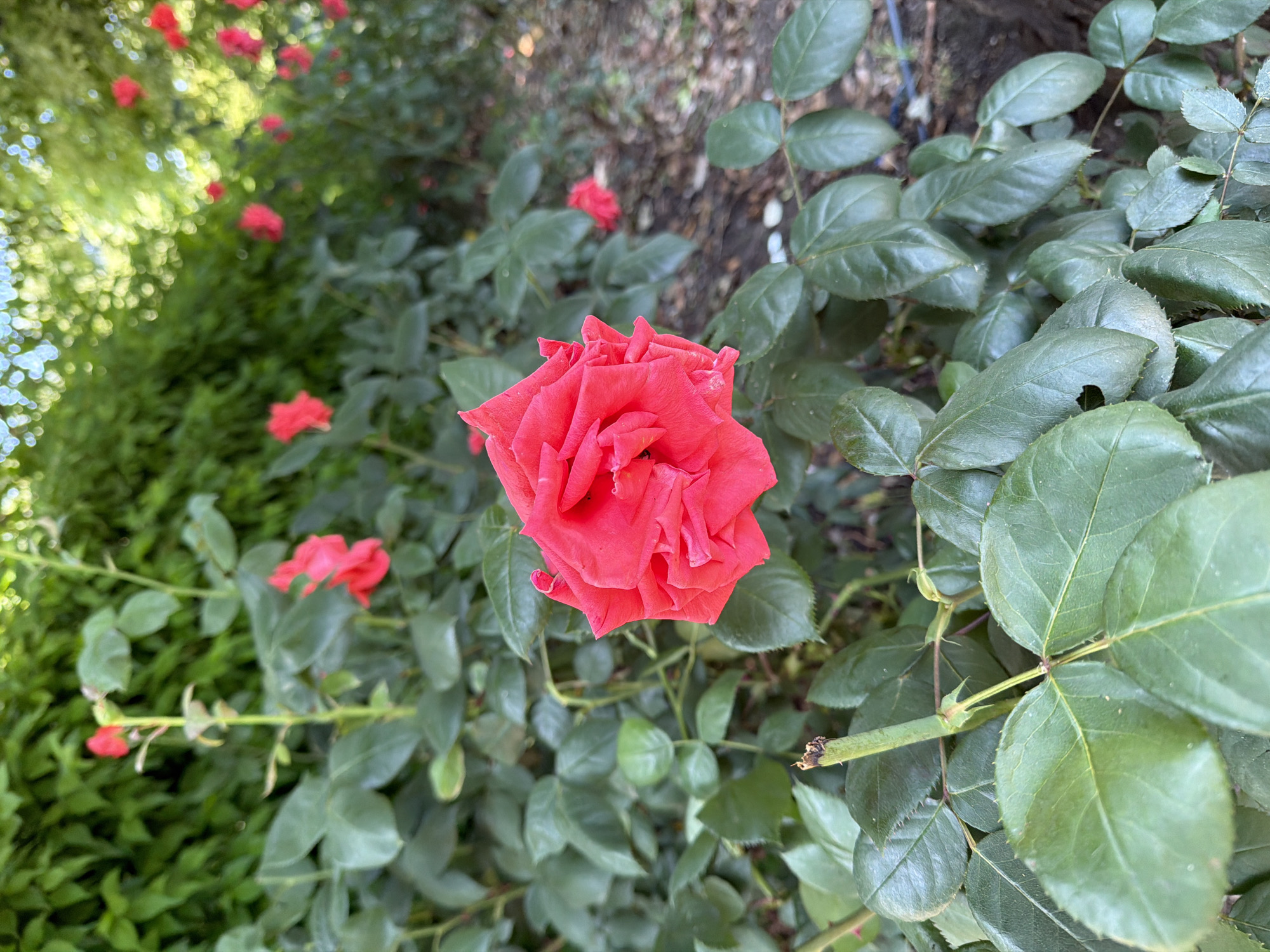 The image depicts an outdoor scene located in the city of Burgas, Bulgaria, dominated by a vibrant red rose in the foreground. This rose is in sharp focus, centrally positioned, displaying numerous petals in varying shades of red. Immediately surrounding the foreground rose are dark green leaves, also in sharp focus, characteristic of a rose bush. A severed stem or twig is visible in the lower left portion of the image.
The midground and background consist of extensive green foliage, predominantly out of focus, suggesting a dense garden or park environment. Scattered throughout this blurred greenery are multiple additional red roses or rosebuds, all out of focus, indicating a shallow depth of field. The background also reveals bright, circular bokeh effects, consistent with dappled sunlight filtering through leaves. The ground level, visible in the lower right, appears to be soil with some indistinct organic debris. No individuals or discernible human activity are present in the frame. The lighting suggests a bright, natural outdoor setting during daytime.