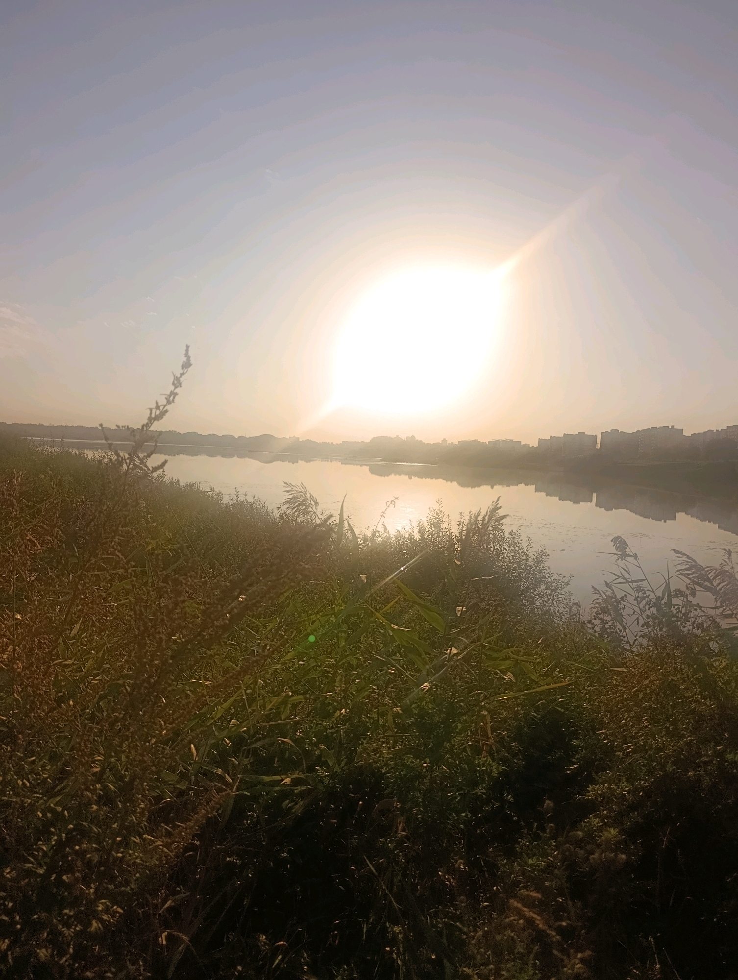 The image depicts a serene, wide-angle view of a body of water, likely a river or lake, at sunrise or sunset. The sun, a bright orb emitting strong rays, is positioned high in the sky, casting a warm, golden light across the scene. The water's surface is calm, reflecting the light and the silhouettes of buildings lining the distant shore. A dense growth of tall grass and reeds dominates the foreground, creating a natural barrier between the viewer and the water. The vegetation is lush and appears to be in a natural state, suggesting a location on the outskirts of a city or in a park area. The overall atmosphere is tranquil and natural, with the urban landscape serving as a subtle backdrop. There are no people or animals visible in the image.