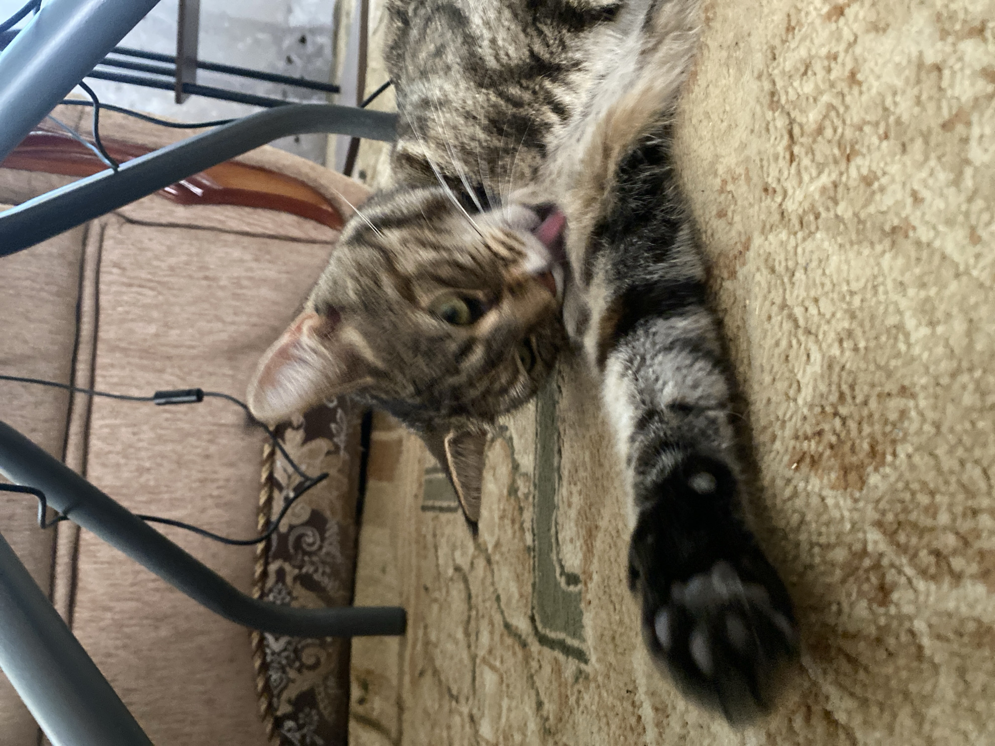 A tabby cat is grooming itself on a carpeted floor, in Maykop, Russia. The cat is lying on its side, with its left front paw raised to its mouth, licking its paw. Its fur is striped with shades of brown, black, and gray. The carpet is beige with a pattern of green lines and brown accents. In the background, a metal chair leg is visible, along with part of a sofa and some cables. The lighting suggests an indoor environment.