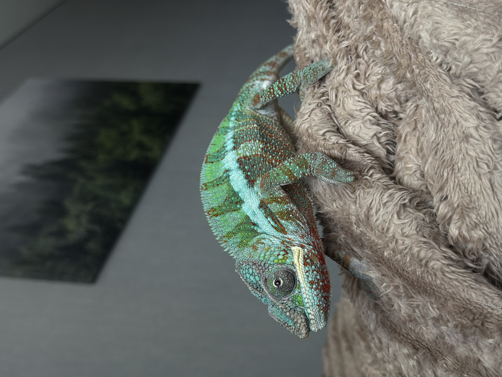 This media file features a chameleon clinging to a textured, fuzzy surface. The chameleon is predominantly green with turquoise and reddish-brown markings. Its eye is clearly visible, and its body is positioned at an angle, as if descending. The background is out of focus, showing a blurry image of trees and mist, suggesting an indoor setting with a landscape picture on the wall. The overall lighting is soft, and there is no indication of time of day or weather conditions. No visible text is present in the media file. The scene appears to be a close-up, studio-style shot of the animal. The fuzzy surface it is clinging to is a light brown or gray color and has a soft, shaggy texture. The chameleon's scales are detailed, showing intricate patterns and colors.