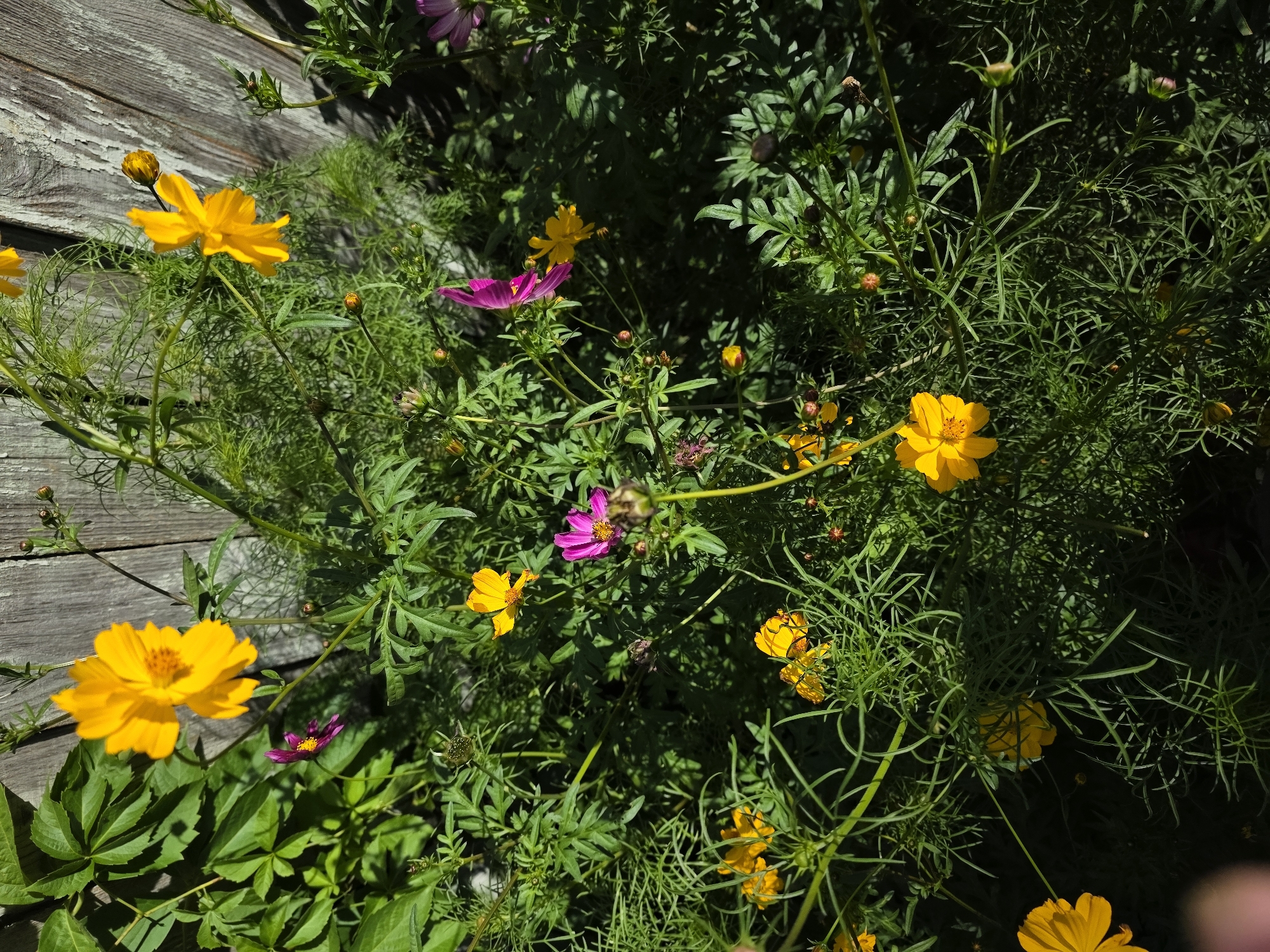 The image displays a close-up view of a cluster of flowering plants, likely cosmos, situated in front of a weathered wooden fence. The flowers are predominantly yellow and pink, with delicate petals and finely cut green foliage. Sunlight casts dappled shadows across the scene, highlighting the textures of the petals and the wood grain. In the background, parts of a rustic wooden fence, composed of vertical planks, are visible. The setting appears to be outdoors, possibly a garden or yard. There are no people or animals depicted in the image. The location is identified as Речица, Russia.