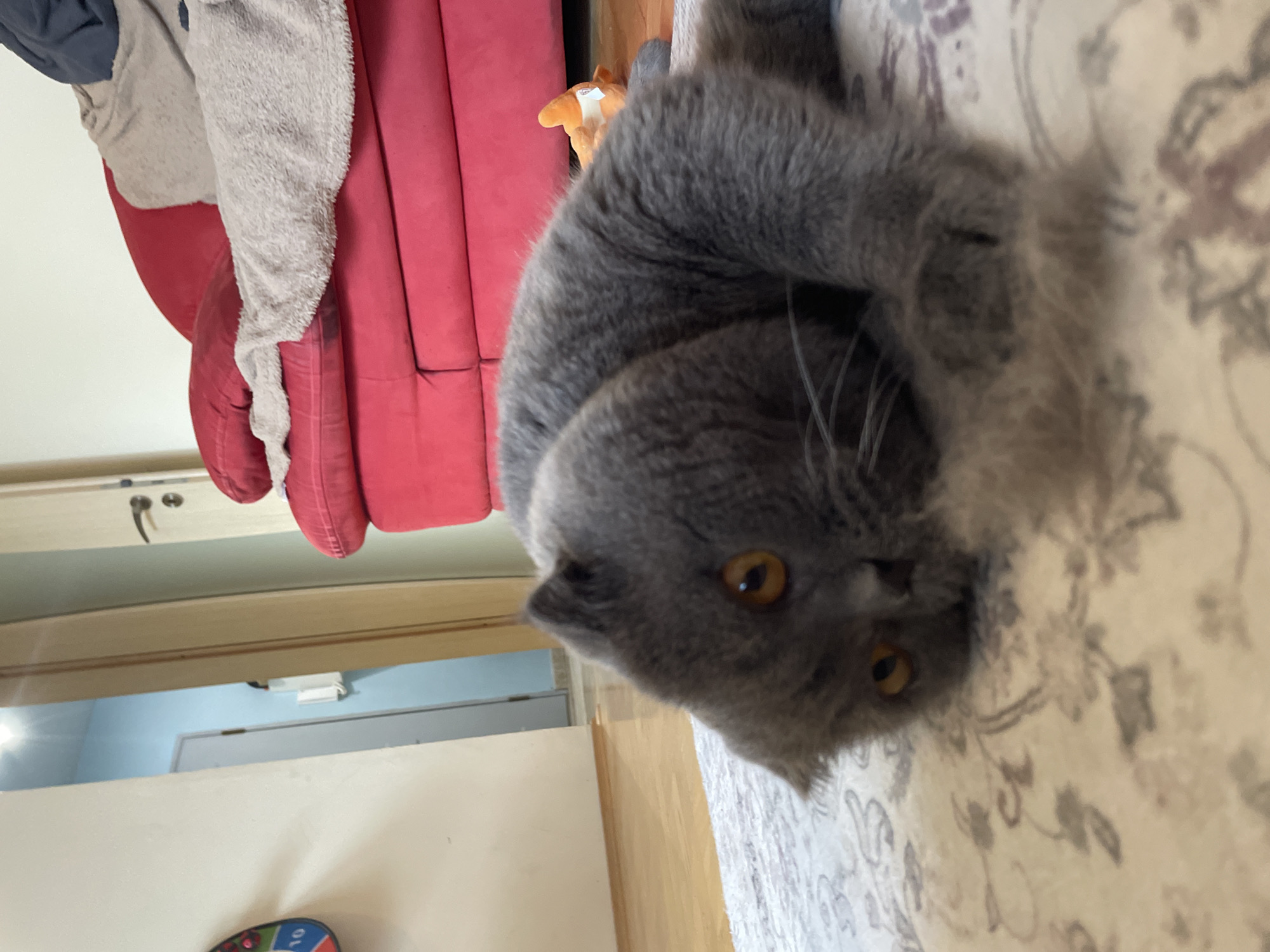 A grey Scottish Fold cat is lying on a rug in an indoor setting. The cat has large, round orange eyes and folded ears. Its body is stretched out on the rug, and its paws are visible. In the background, a red sofa is covered with blankets, and a door and a wall are visible. The lighting suggests it is daytime. The location is Unknown, Unknown.