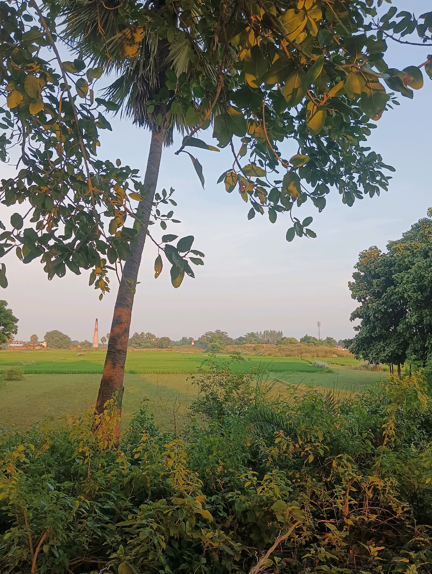 A photograph captures a rural landscape in Tilkar, India, characterized by lush greenery and a clear sky. In the foreground, a variety of dense vegetation, including bushes and tall grass, dominates the lower portion of the frame, with branches of a leafy tree extending from the left. A prominent palm tree stands in the mid-ground, slightly to the left of the center, its rough bark visible. Behind the vegetation and the palm tree, a vast, flat expanse of green fields stretches into the distance, suggesting agriculture.
Further in the background, several man-made structures are visible. A tall, brick chimney-like structure stands prominently in the left-mid distance. To its right, a smaller, white, dome-shaped structure is present. In the far distance, a modern telecommunications tower can be seen. The overall atmosphere is serene and natural, with hints of human presence through the distant structures. The lighting suggests it is either early morning or late afternoon, with the sun casting a warm glow on the leaves.