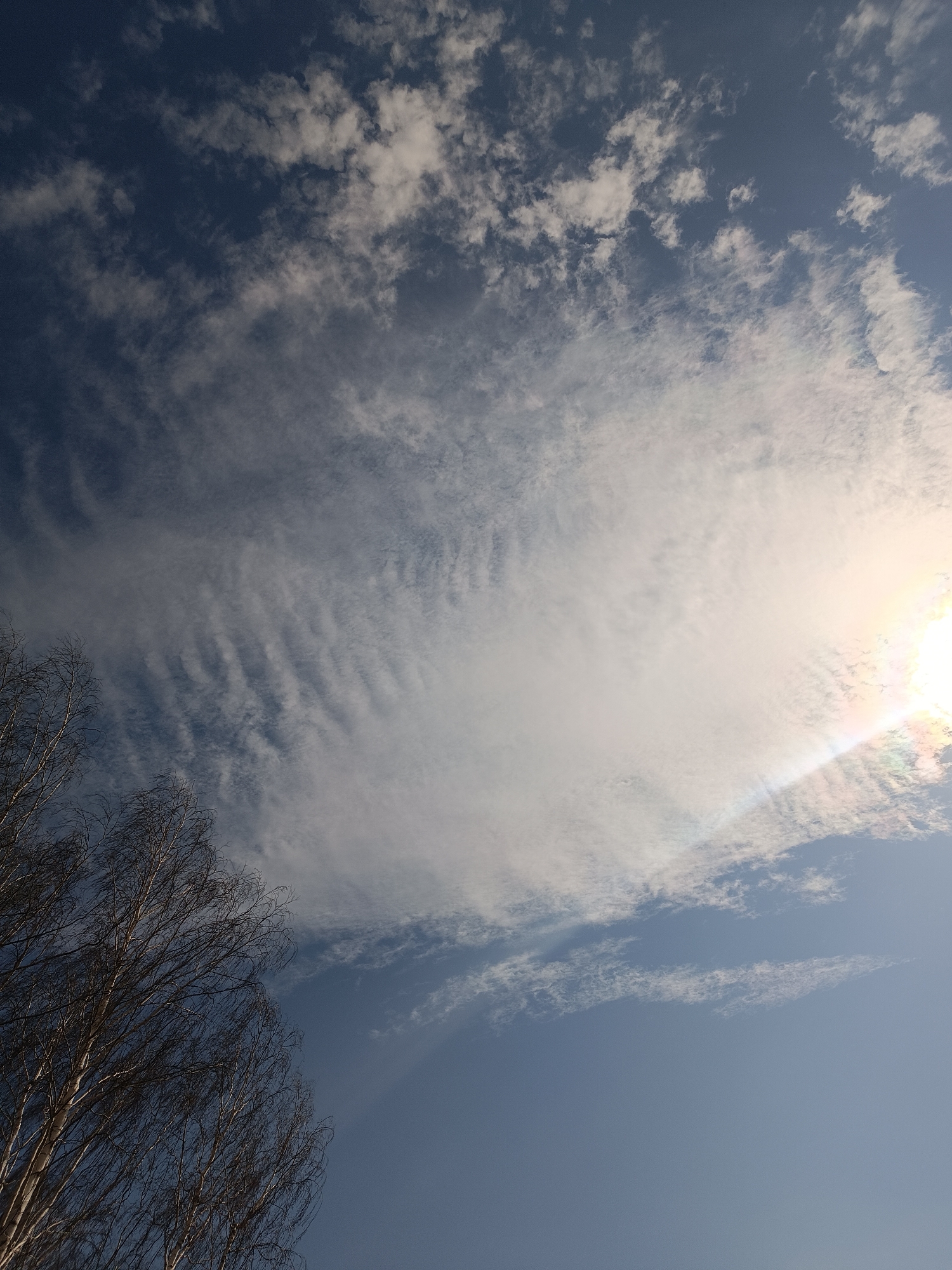 This media file captures a wide-angle outdoor view of a bright, partly cloudy sky. The main subjects are the expansive blue sky, various cloud formations, and the upper branches of a bare deciduous tree.
The sky, predominantly a clear blue, shows a progression from a darker shade in the upper left corner to a lighter hue towards the horizon and around the sun. Clouds are abundant and varied: delicate, wispy cirrus or cirrocumulus clouds with ripple-like patterns stretch across the upper and central parts of the frame, particularly noticeable in the middle-left. A large, bright, and somewhat diffuse cloud mass dominates the right side, partially obscuring the sun. Smaller, scattered cumulus clouds are also visible against the bluer sections of the sky.
The sun is intensely bright, situated in the upper right quadrant, and appears partially hidden behind the thick cloud layer, creating a prominent lens flare and glow effect. A notable detail is the subtle iridescent or rainbow-colored arc, characteristic of a sun dog or parhelion, visible within the bright cloud area to the left of the sun.
In the bottom left corner, the intricate, bare branches of a tree, likely a birch given the pale bark visible on some trunks, are silhouetted against the sky, extending upwards and diagonally into the frame.
The scene depicts daytime with bright sunshine, suggesting a clear yet cloudy weather condition. There are no people, explicit activities, or visible text. The location context provided is Chaikovsky, Russia, which aligns with the presence of birch trees common in the region.