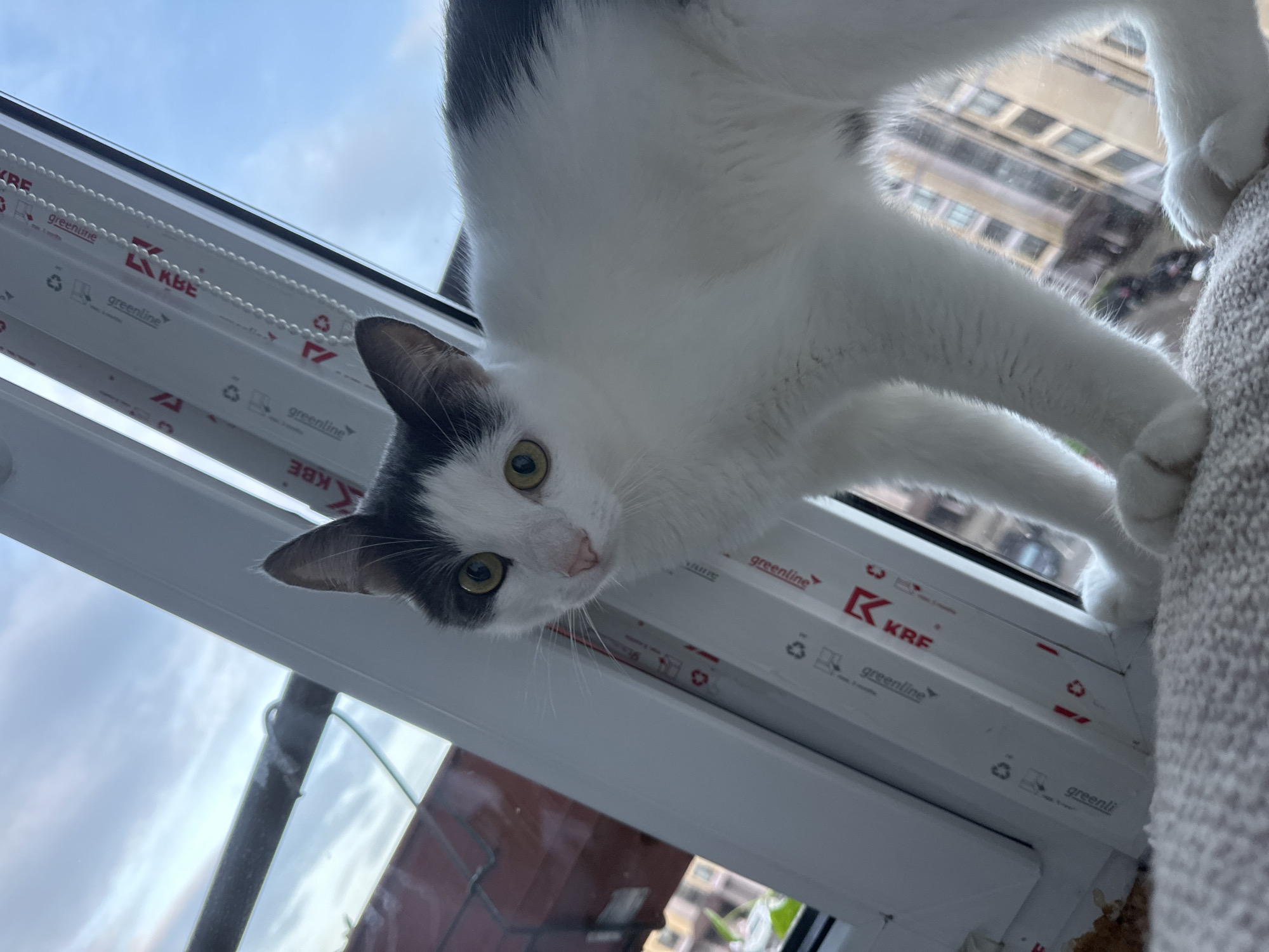 A low-angle, close-up shot reveals a cat gazing down at the camera. The cat, primarily white with gray patches on its head and back, has yellow-green eyes and is positioned in the upper center of the frame. It appears to be perched on a window frame, as evidenced by the white window pane with visible brand markings and a beaded chain.
Outside the window, blurred buildings suggest an urban environment. The overcast sky and building architecture point to a city setting, possibly Vladimir, Russia, though this cannot be definitively confirmed from the image alone.
The cat's posture suggests curiosity or playfulness as it interacts with the camera's perspective. The environment is indoors, with the window offering a glimpse of the outside world.