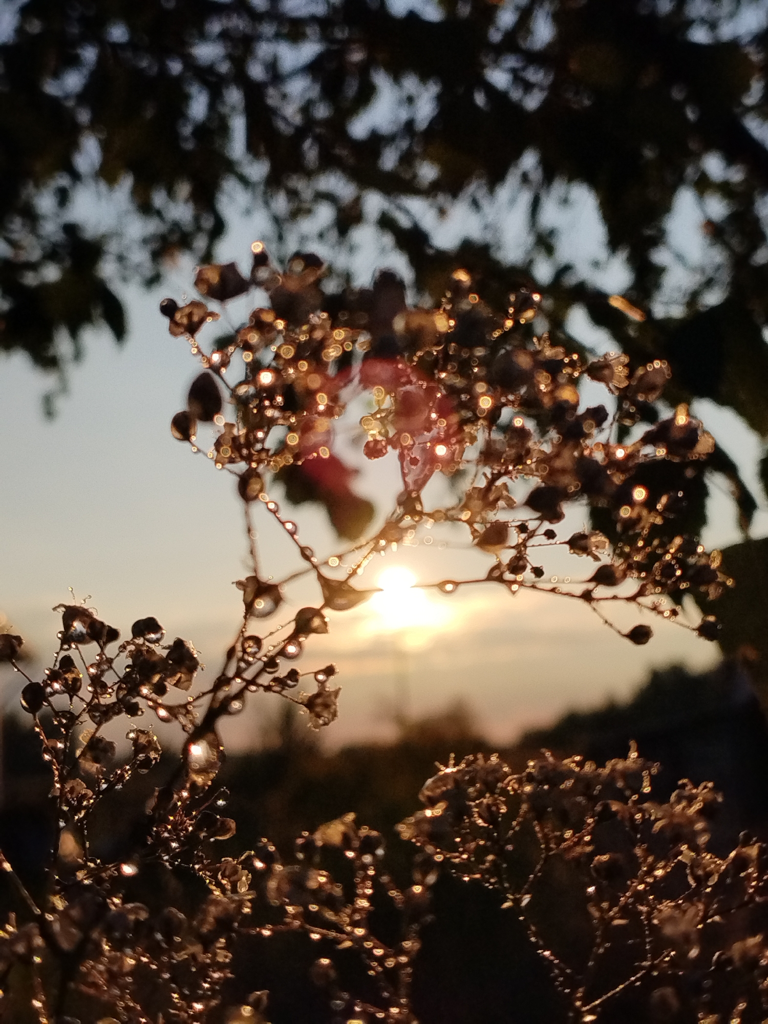 This is a close-up, low-angle, outdoor shot of dried seed pods on a plant, likely a weed, covered in dewdrops that are reflecting the setting sun. The foreground is dominated by these seed pods, some appearing dark brown and others catching the light with a golden hue due to the water droplets. The background shows a blurred silhouette of trees and a soft, pale orange and blue sky, indicative of twilight. The sun is visible as a bright, slightly diffused orb in the middle ground, just above the horizon. The image has a shallow depth of field, with the foreground elements sharp and the background out of focus. The location is identified as Bialynichy, Belarus.