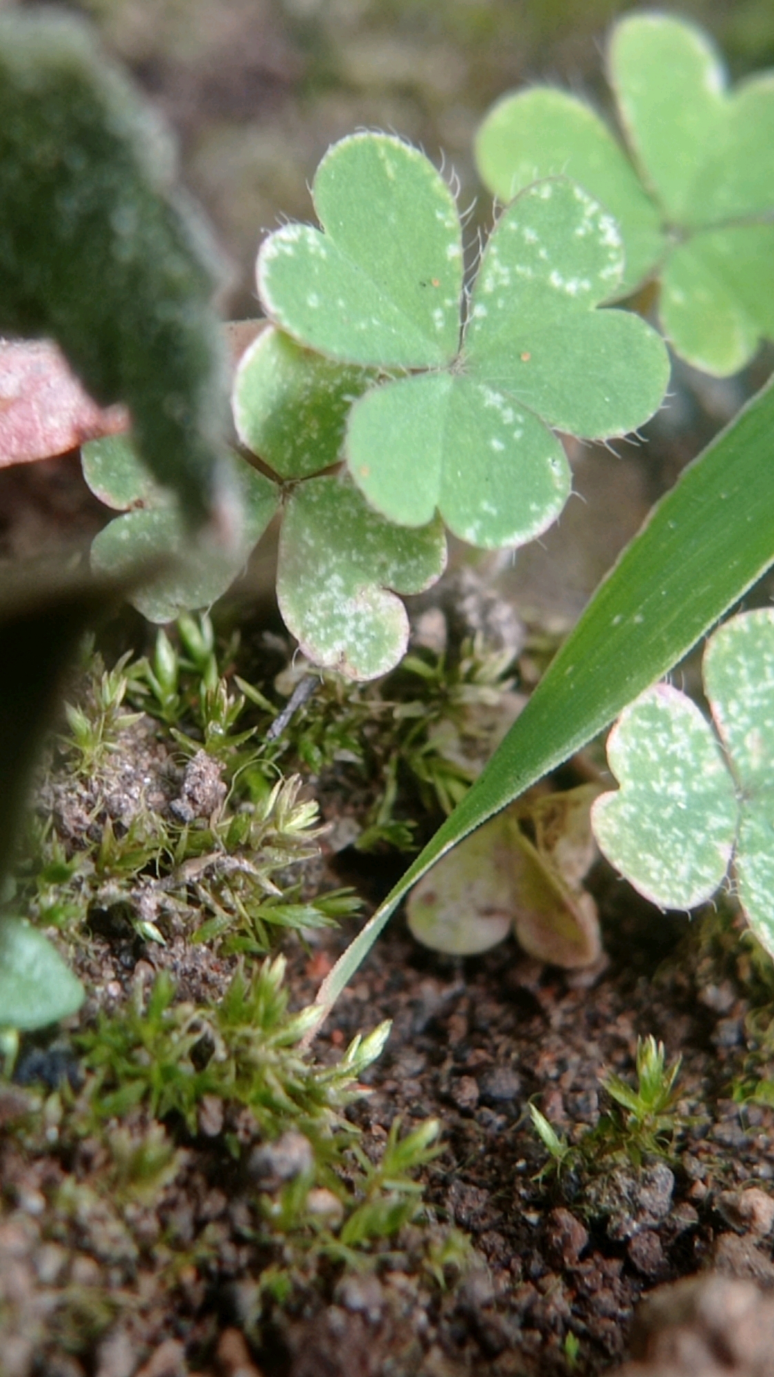 A close-up, low-angle shot captures a patch of green moss and clover growing in dark, loamy soil. The clover leaves are heart-shaped and have small, white speckles. A blade of green grass, with a serrated edge, cuts diagonally across the frame from the upper right to the lower center. In the background, out of focus, are more clover leaves and a fuzzy, dark green leaf. The scene appears to be an outdoor natural environment, possibly a garden or forest floor, with no people or structures visible. The location is identified as Bedali, Indonesia.