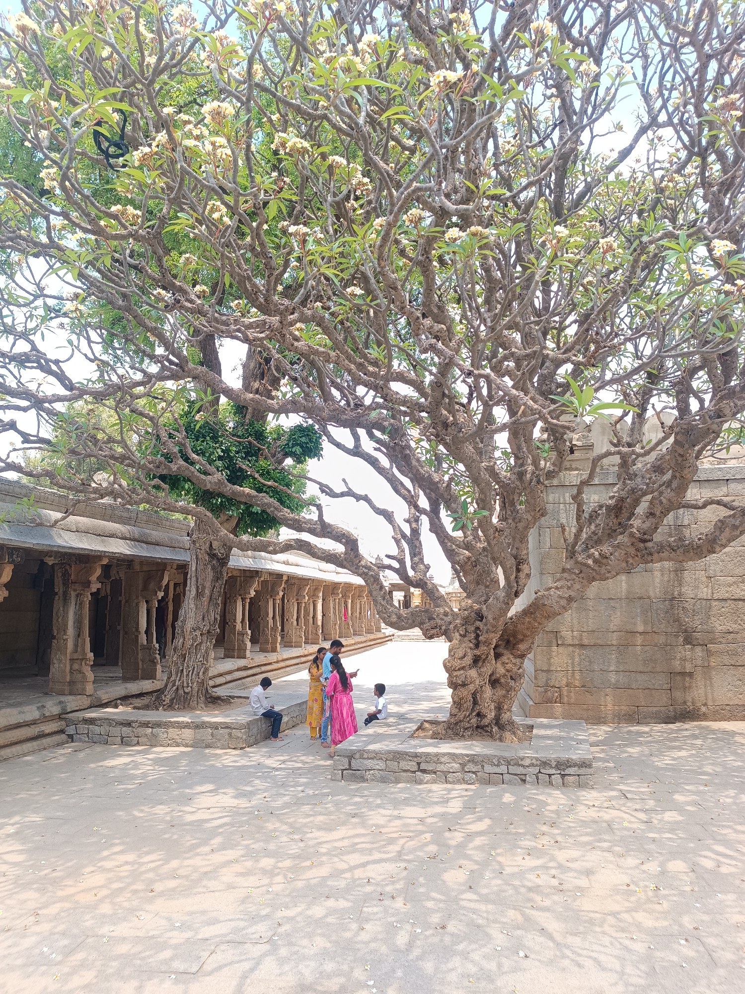 The image shows a large, mature tree with gnarled branches and white flowers. The tree provides shade for a paved courtyard in front of an ancient stone building. Four people are standing near the base of the tree, one in yellow, one in pink, one in blue, and one in white. A fifth person is sitting nearby. The style of the building suggests that it may be a temple or other type of religious structure. The image was taken in Unknown, Unknown.