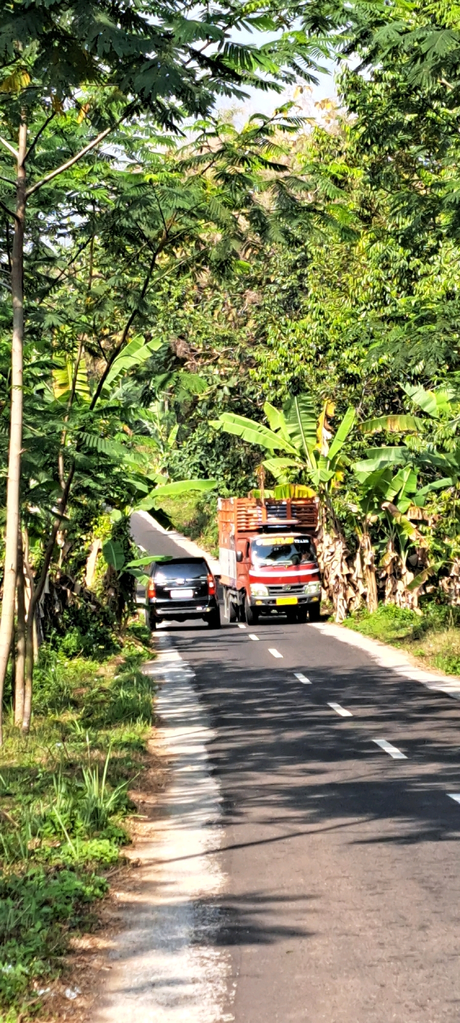 The image captures a sun-drenched rural road in Sekarjoho, Indonesia, bordered by lush, dense vegetation. The asphalt road, marked with white dashed lines, curves gently uphill. On the right side of the road, a red flatbed truck with a wooden cargo bed is driving uphill. The truck has a visible logo on its front. To the left of the truck and slightly ahead, a black SUV is also traveling uphill, positioned in the same lane. The surrounding environment is characterized by abundant tropical foliage, including large banana leaves and the feathery leaves of acacia trees, casting dappled shadows on the road and its grassy verge. The lighting suggests it is daytime with the sun high in the sky.