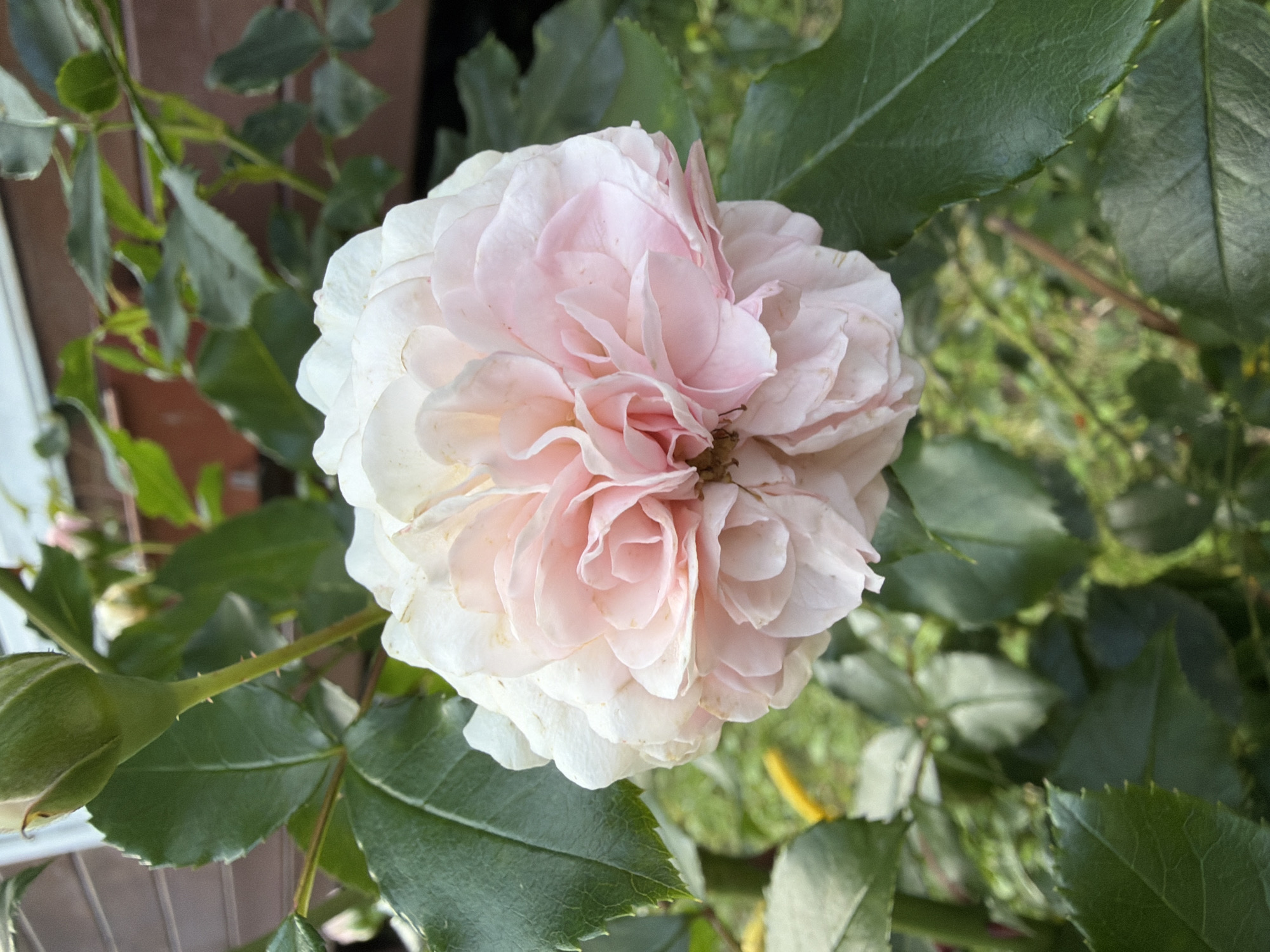 A close-up, eye-level, natural light photograph shows a fully bloomed light pink rose with layers of ruffled petals. The rose is positioned centrally in the frame, with its petals spiraling inward to a darker pink center. Surrounding the rose are several dark green, serrated rose leaves and a green rosebud. The background is softly blurred, revealing more green foliage, a hint of yellow, and a wooden fence structure, suggesting an outdoor garden setting, possibly in the city of Imeni Vorovskogo, Russia. No people are visible in the image.