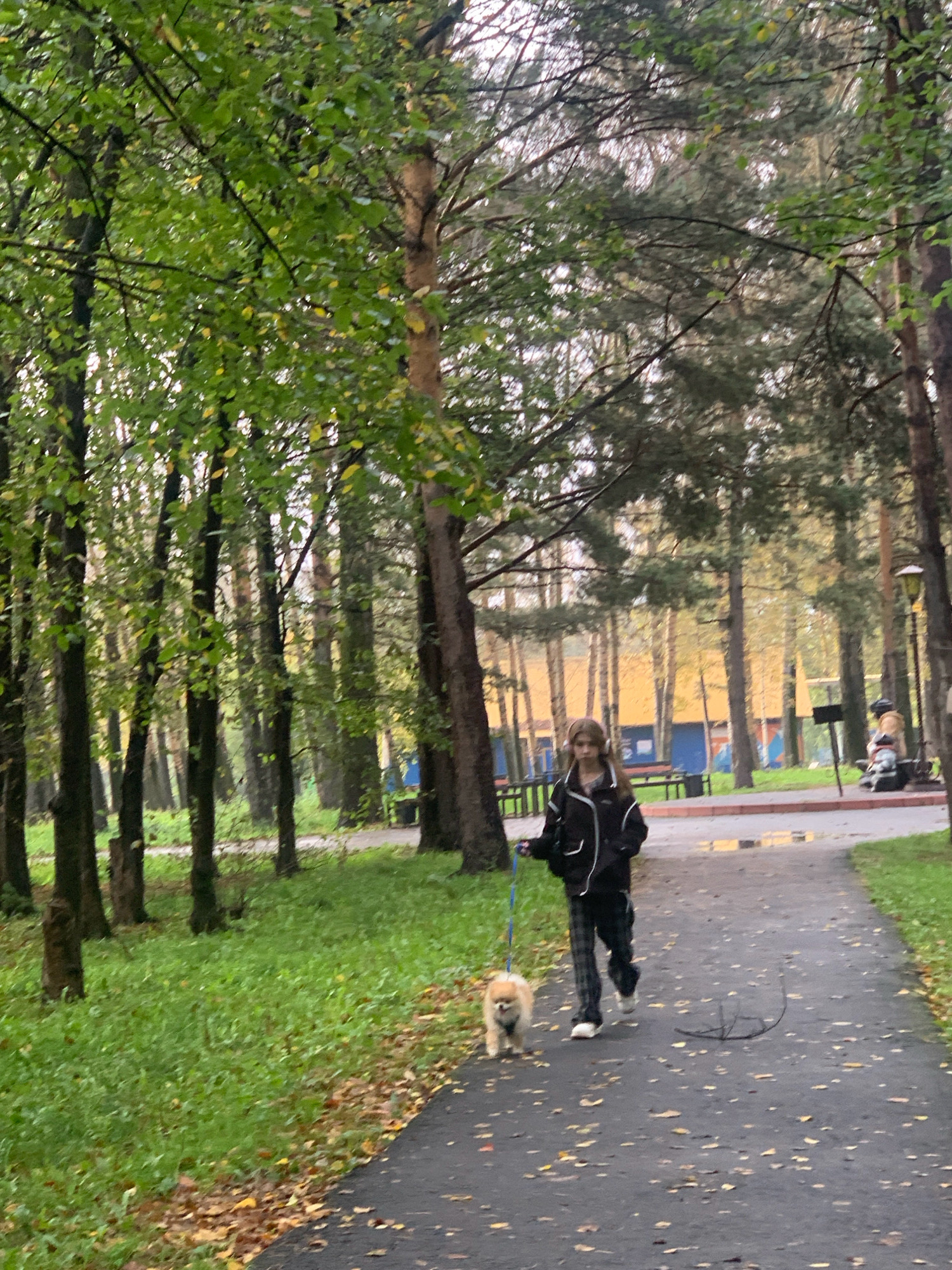 A person walks a small, fluffy tan dog on a leash along a paved path in a park. The person is wearing a black jacket with white accents and plaid pants. The dog is tan and appears to be a Pomeranian. The path is wet, with fallen leaves scattered on it. The surroundings are wooded with trees on both sides of the path. In the background, there are buildings and a lamppost. The scene appears to be in Prokopyevsk, Russia, based on the context provided.