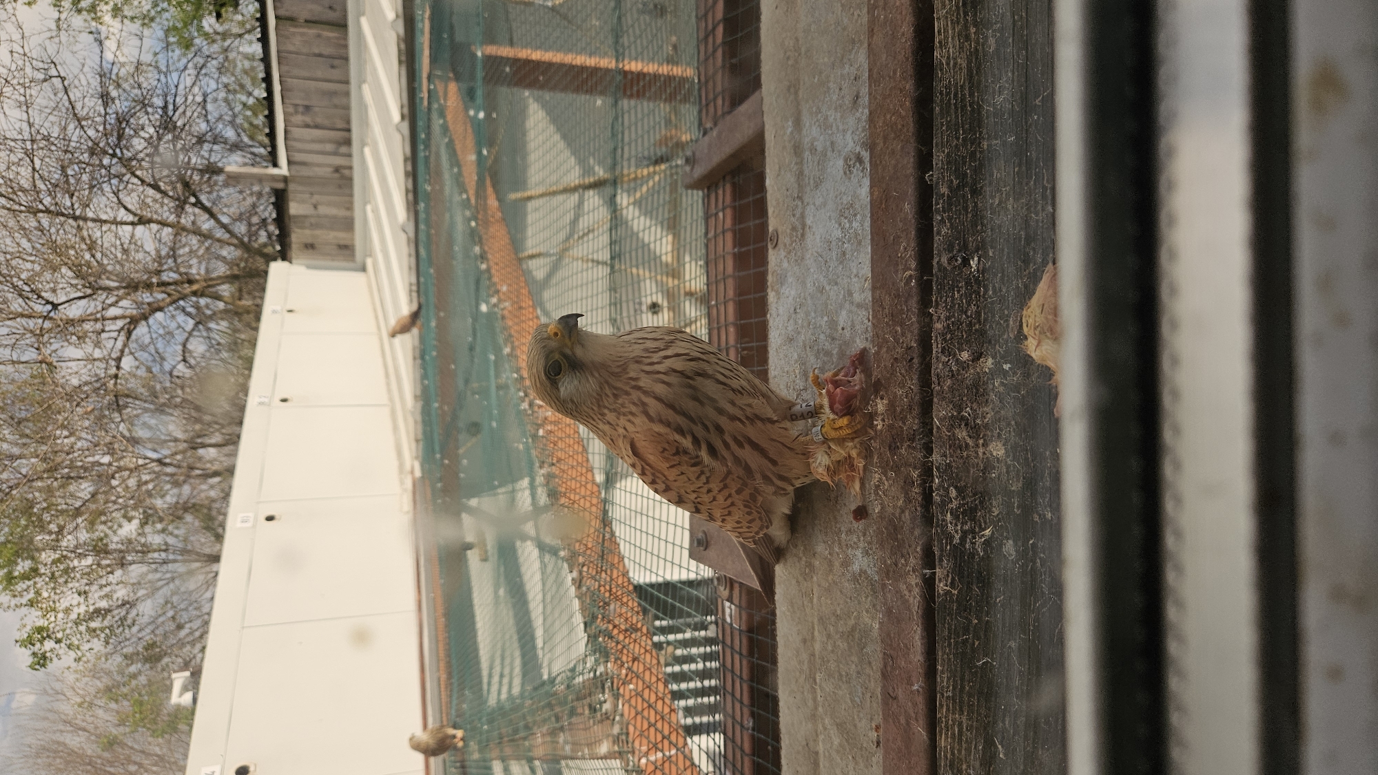 A European kestrel (Falco tinnunculus) is perched on a wooden ledge within an aviary or enclosure, holding prey, possibly a chick or small bird, in its talons. The bird has light brown and tan speckled plumage, a yellow beak and legs, and a metal band on its leg with visible markings including "D10". The aviary is constructed of metal mesh with wooden framing, visible in the background. Outside the aviary, there is a white building and bare trees are visible. The location is likely Stara Zagora, Bulgaria.