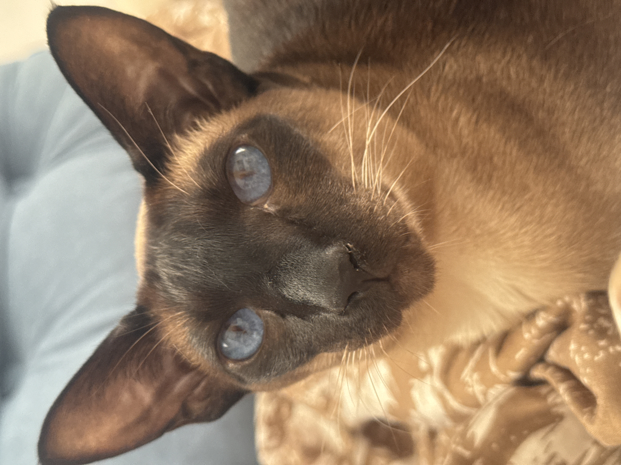 The image depicts a close-up view of a Siamese cat with piercing blue eyes. The cat's fur is primarily a light brown color, with darker brown markings on its face, ears, and nose. The cat is lying down on a surface that appears to be a patterned blanket or pillow. There is no location information.