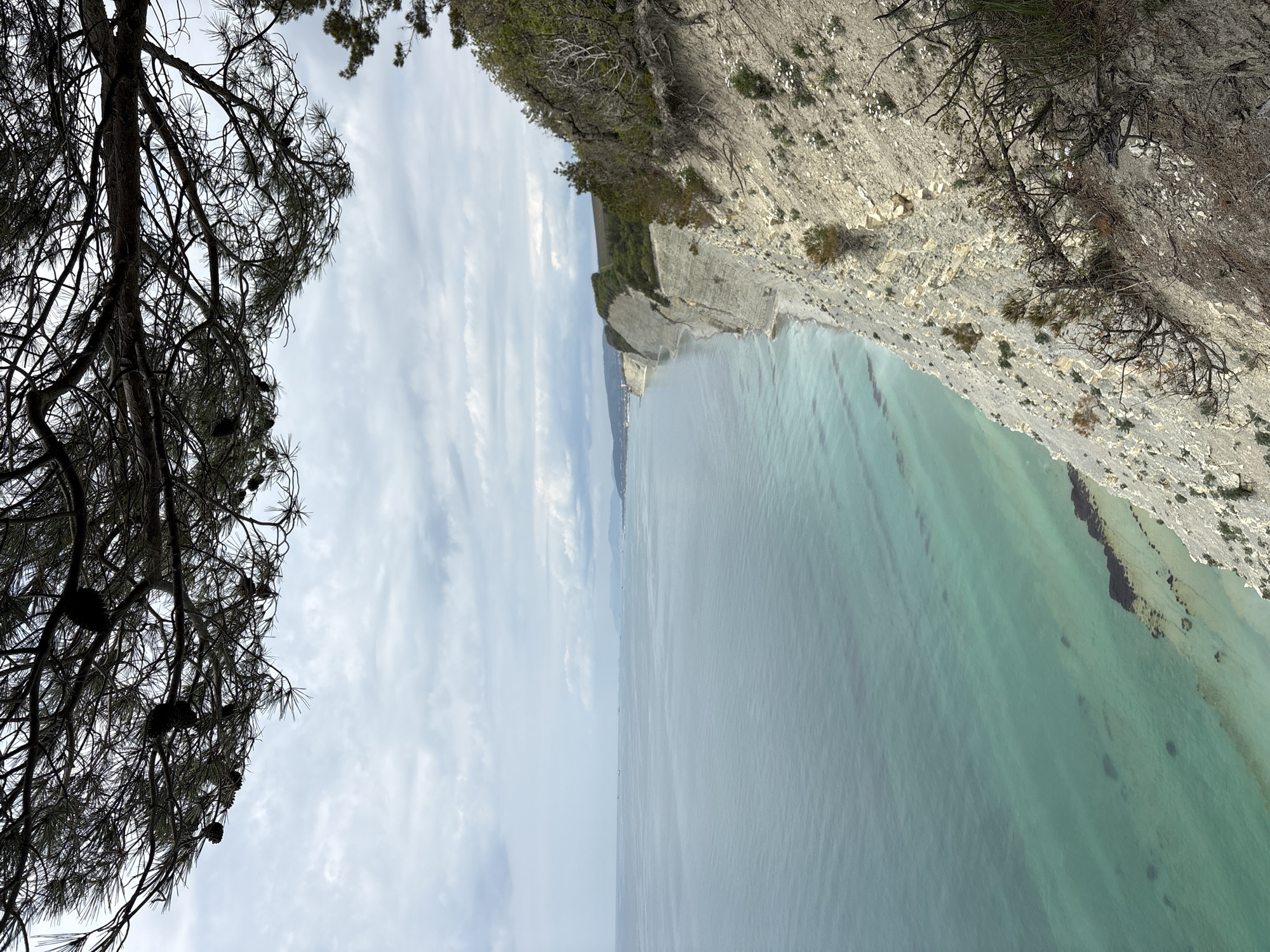 The image shows a view of the Black Sea coast in Gelendzhik, Russia. The perspective is from a high vantage point, potentially on a cliff or bluff overlooking the water. A coniferous tree with cones is visible in the left foreground, partially obscuring the sky. A steep, rocky cliff face descends to the water's edge on the right side of the frame. The sea is a light turquoise color. The sky is overcast with clouds.