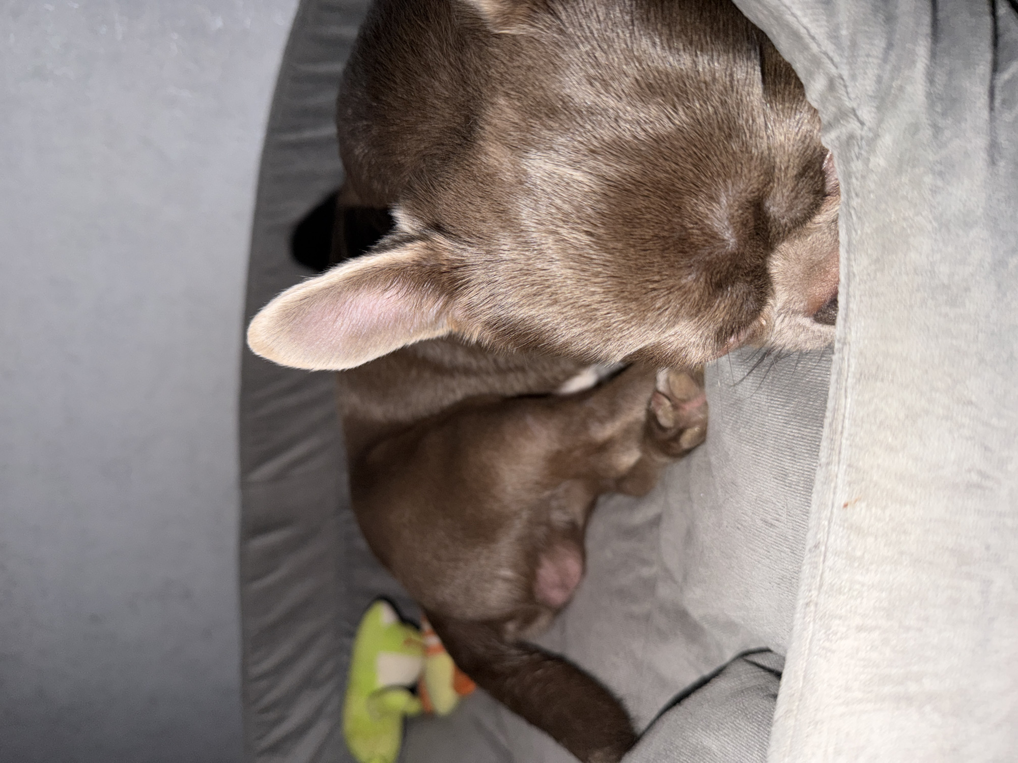 A brown dog is sleeping in a grey pet bed. The dog's head is pressed against the side of the bed. The dog's ears are visible. A stuffed toy is next to the dog's body, by its tail. The image appears to be taken from directly above the dog. The dog is inside the bed. No evidence of Votkinsk, Russia.