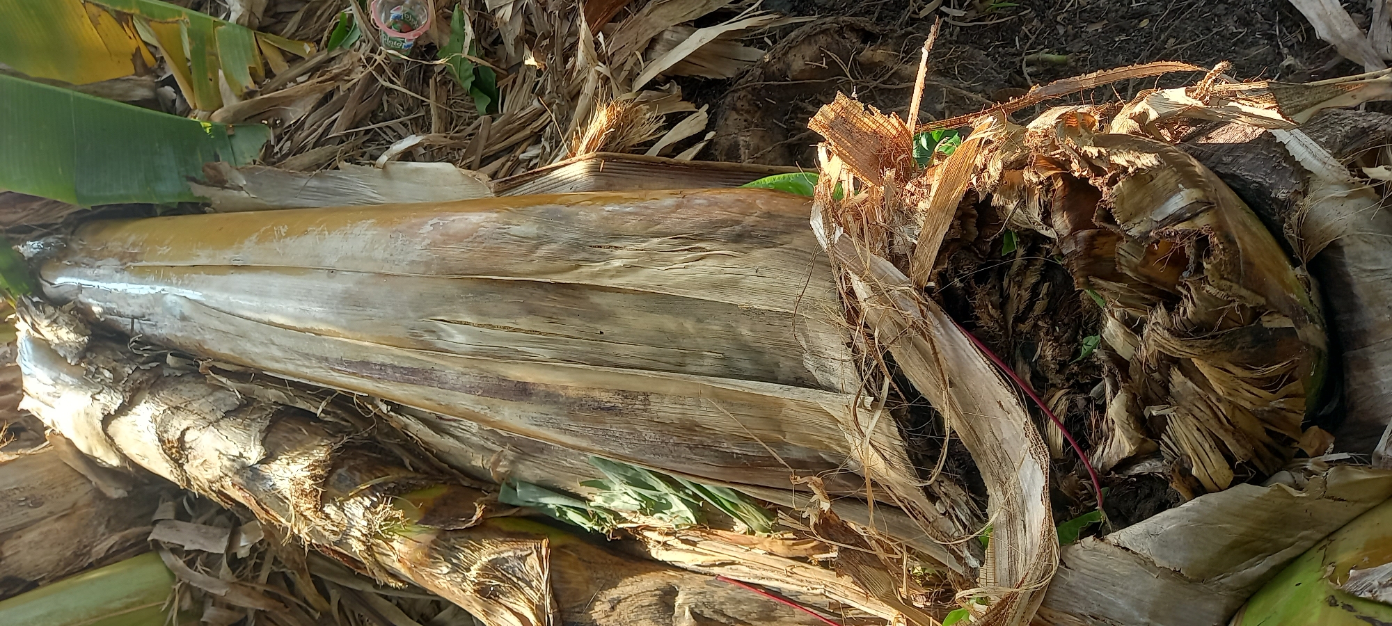 The image shows a close-up view of the base of a banana tree in Sidamulya, Indonesia. The tree trunk is covered in dry, peeling banana leaves and fibrous material. Sunlight illuminates the trunk from the right, casting shadows and highlighting the textures of the decaying vegetation. The ground beneath the tree is covered in more dry leaves and some dark soil. A few green banana leaves are visible at the top and left of the frame, indicating the presence of new growth or adjacent plants. The scene is cluttered with natural debris, characteristic of a tropical environment.