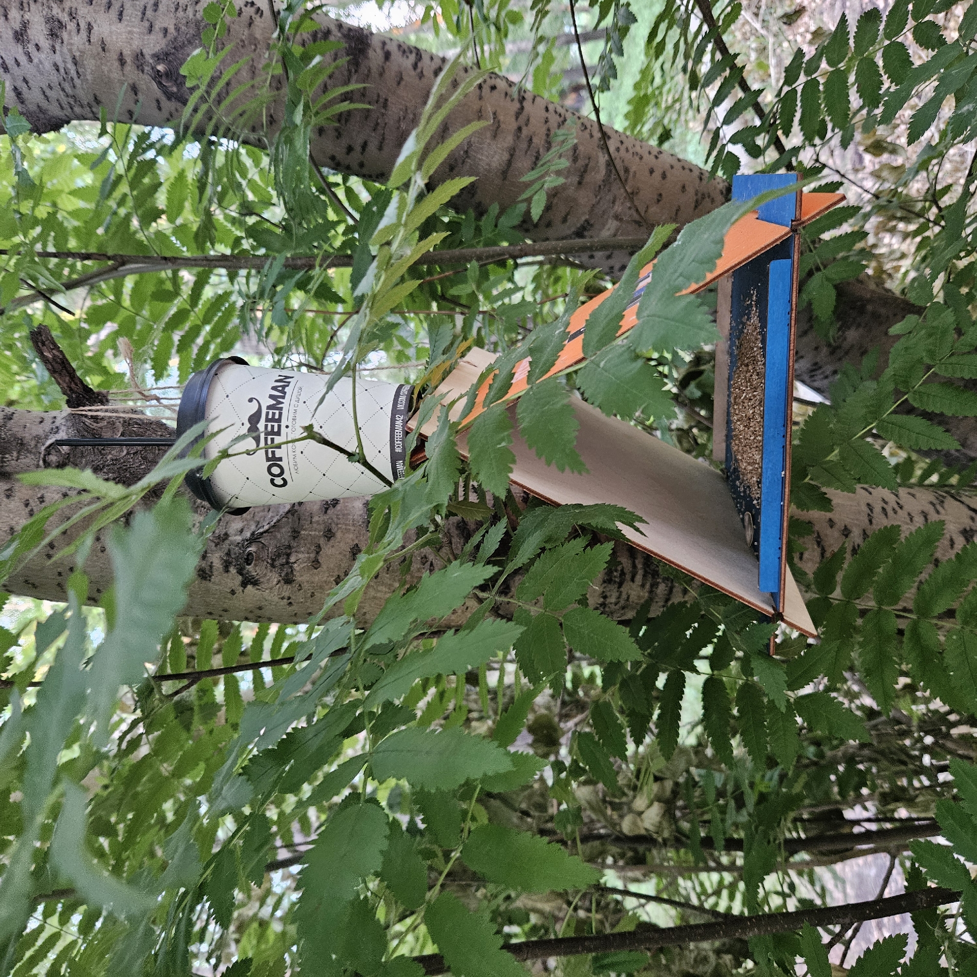 A DIY bird feeder made from a coffee cup and cardboard is attached to a tree branch in a wooded area. The feeder has an orange and blue triangular structure designed to hold birdseed, which is visible within the blue section. The coffee cup, which has a black lid, is white with a diamond pattern and features the brand "COFFEEMAN" and a mustache logo. Text on the cup reads "Ароматный кофе с собой" (Aromatic coffee to go) and "#COFFEEMAN42 #VKCOFFEEMAN". The scene is set outdoors, likely in a forest or park, with dappled sunlight filtering through the green leaves of the surrounding trees. The time of day appears to be daytime, and the weather seems pleasant. The bird feeder is constructed from recycled materials, suggesting an eco-friendly or resourceful approach to wildlife feeding. The image focuses on the feeder, with the tree branch and foliage providing a natural backdrop.