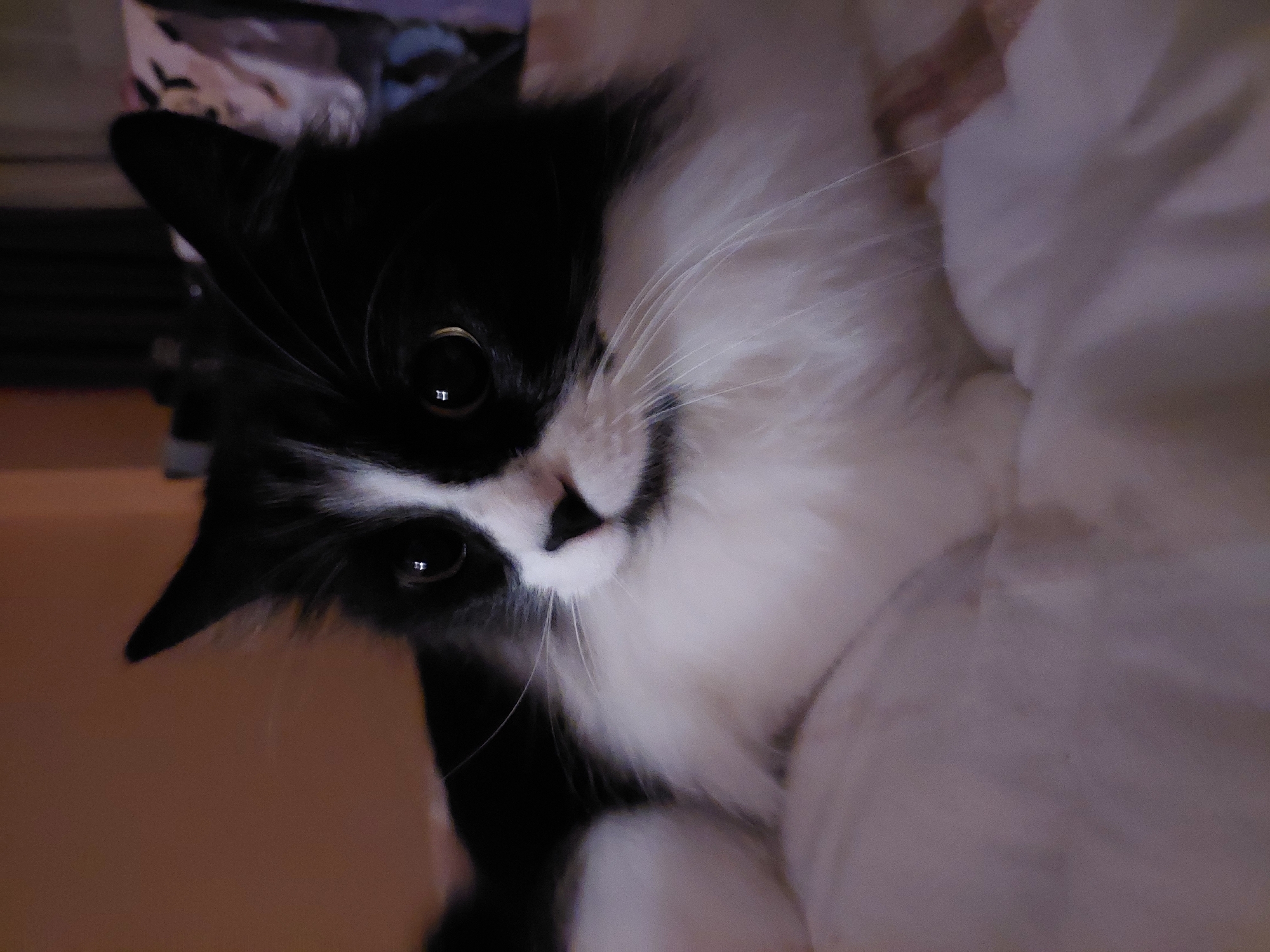 A close-up, angled shot shows a black and white cat looking directly at the camera. The cat has a black patch covering the top of its head and left side of its face, and the rest of its fur is white. Its eyes are wide and black, reflecting light. The cat is situated on or near a white, soft surface, possibly a bed or blanket. The background is blurred, revealing glimpses of a brown surface and another object with a dark and light pattern.
There is no information available that this image was taken in Plovdiv, Bulgaria.