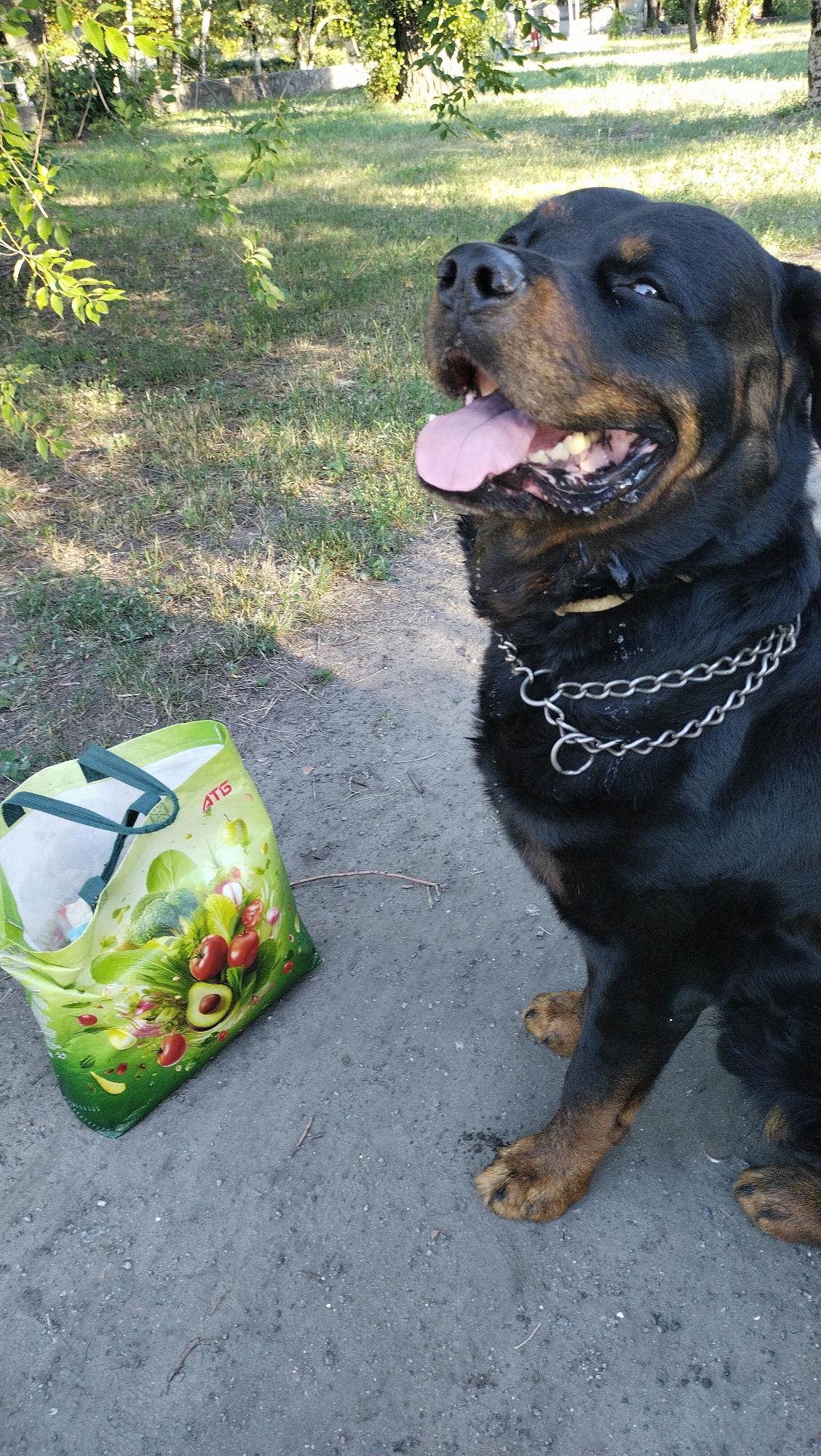 In Horishni Plavni, Ukraine, a large Rottweiler sits on a dirt path outdoors. The dog is wearing a silver chain collar and its mouth is open, with its tongue visible. To the left of the dog, a reusable shopping bag with a pattern of fruits and vegetables is lying on the ground. The background consists of grass and trees, suggesting a park or outdoor recreational area. The lighting indicates it is daytime.