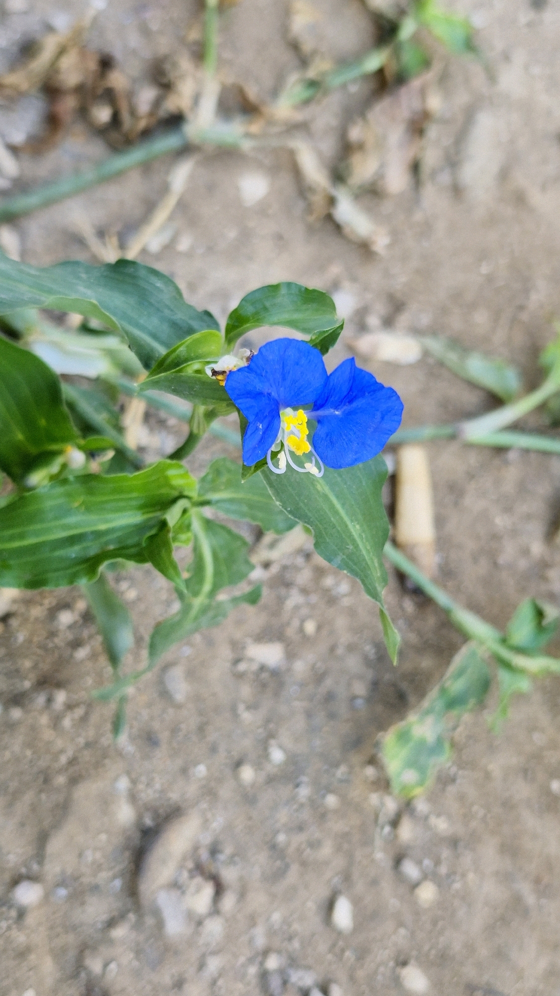 A single, vibrant blue flower with yellow stamens blooms amongst lush green leaves, set against a backdrop of dry, sandy ground scattered with small pebbles and dried plant debris. A discarded cigarette butt lies on the ground near the plant. The image appears to be a close-up shot, focusing on the delicate details of the flower and its immediate surroundings. The lighting suggests it was taken outdoors during daylight hours. The specific location in Taranto, Italy, is not discernible from the visual information provided.