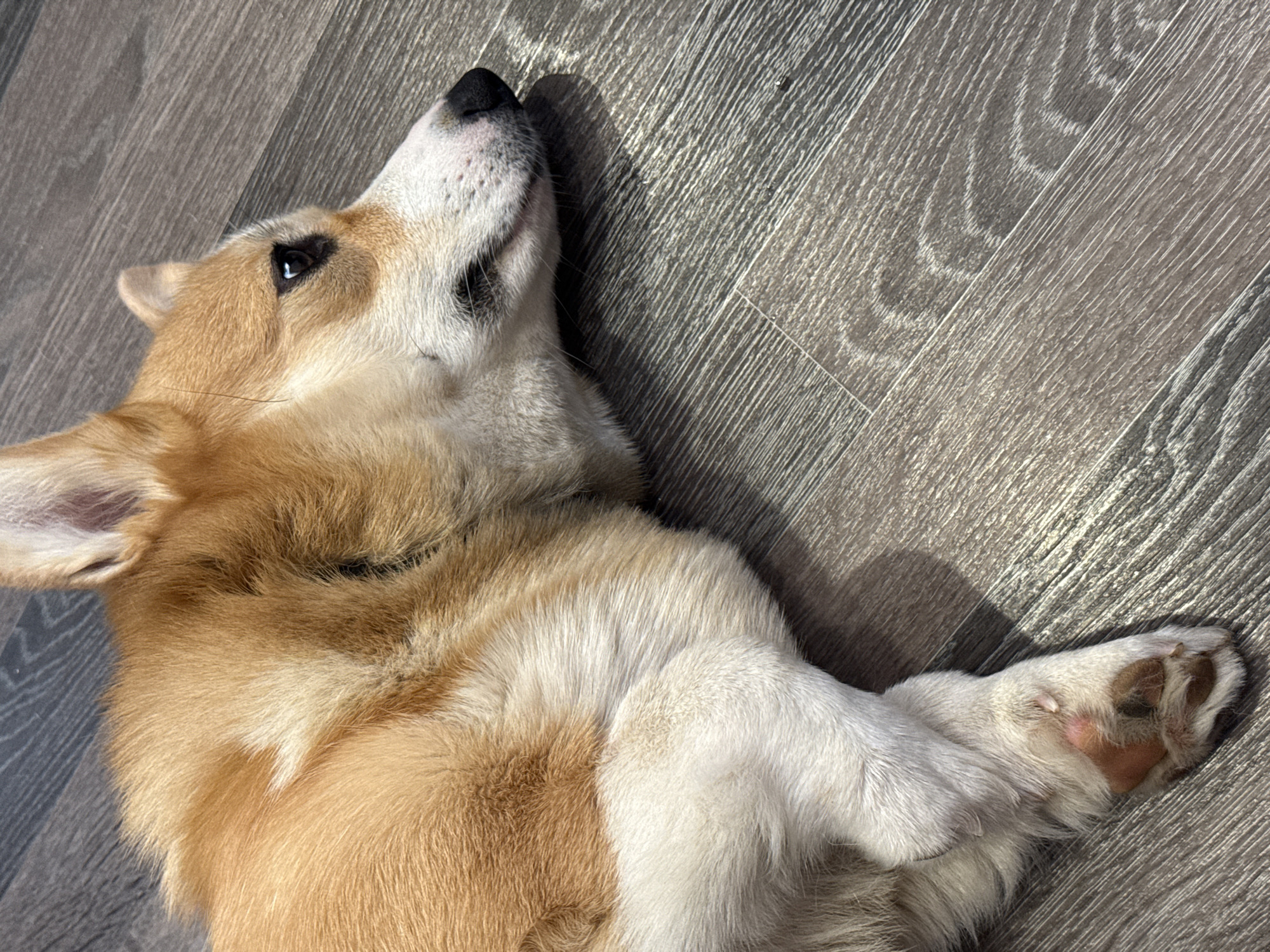 A corgi-type dog lies on its back on a gray wood floor. The dog is tan and white, with its head turned upwards, and its front paws are crossed. It is impossible to determine the location within Votkinsk, Russia based on the image.