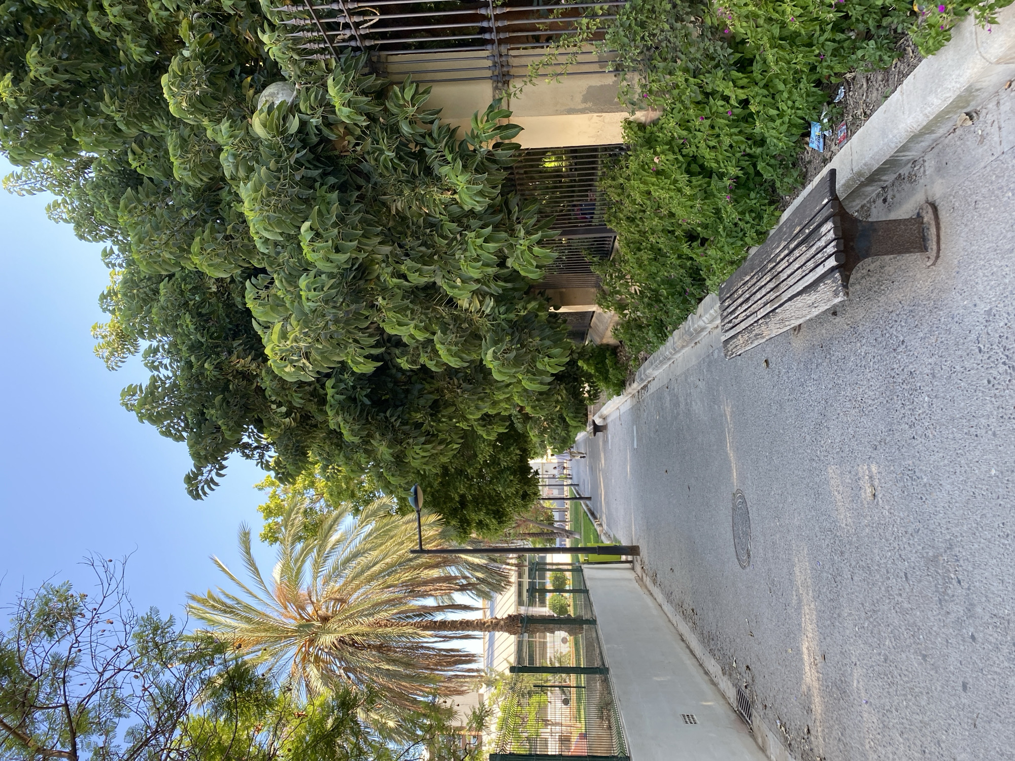 The image captures a sun-dappled pedestrian pathway lined with trees and a tall palm tree on the left. On the right, a dense cluster of green trees with dark leaves grows behind an ornate metal fence, partially obscuring a beige wall. A weathered wooden bench is positioned along the pathway, to the right, with some litter visible near its base. The pathway itself is paved with asphalt and shows some scattered leaves. In the distance, two figures, their backs to the camera, walk along the path. The scene appears to be within a park or a tree-lined avenue, possibly in the Turia Gardens of Valencia, Spain, given the presence of mature trees, a palm tree, and a pedestrian walkway. The sky is clear and blue, suggesting a sunny day.