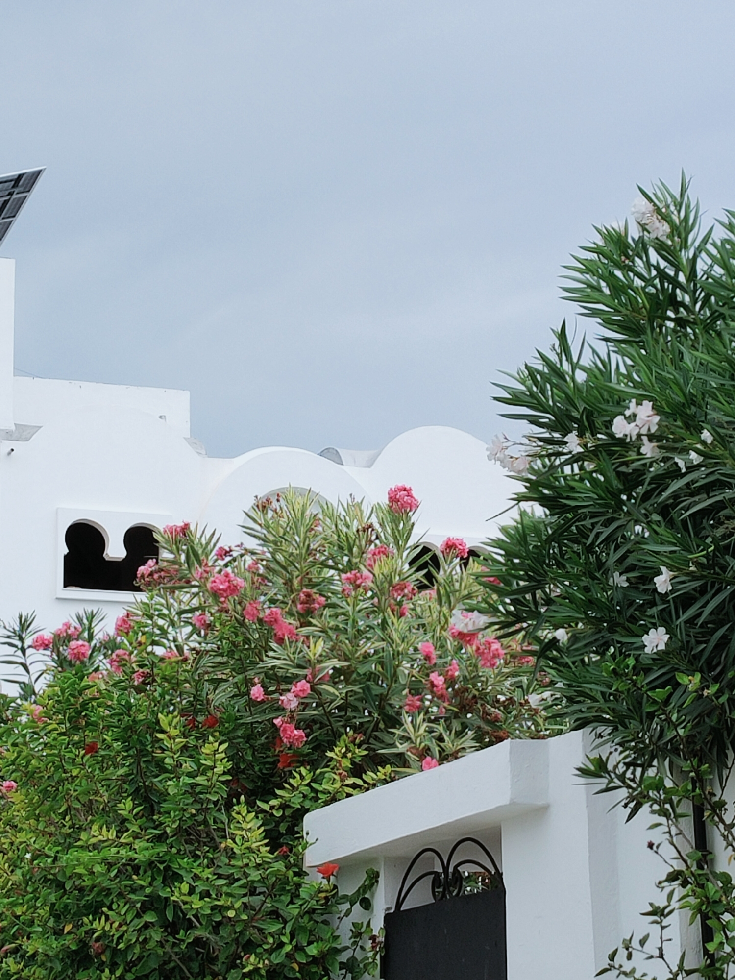 A bright, overcast day in Mrezga, Tunisia. The image captures a white, modern architectural structure with a distinctive arched window. In the foreground, lush green bushes are adorned with clusters of vibrant pink flowers, with some delicate white blossoms interspersed among the darker green foliage. A partially visible black gate with decorative scrollwork is set into a white wall. In the upper left corner, a solar panel is angled against the pale sky. The scene evokes a sense of serene, sun-drenched residential architecture and abundant flora.