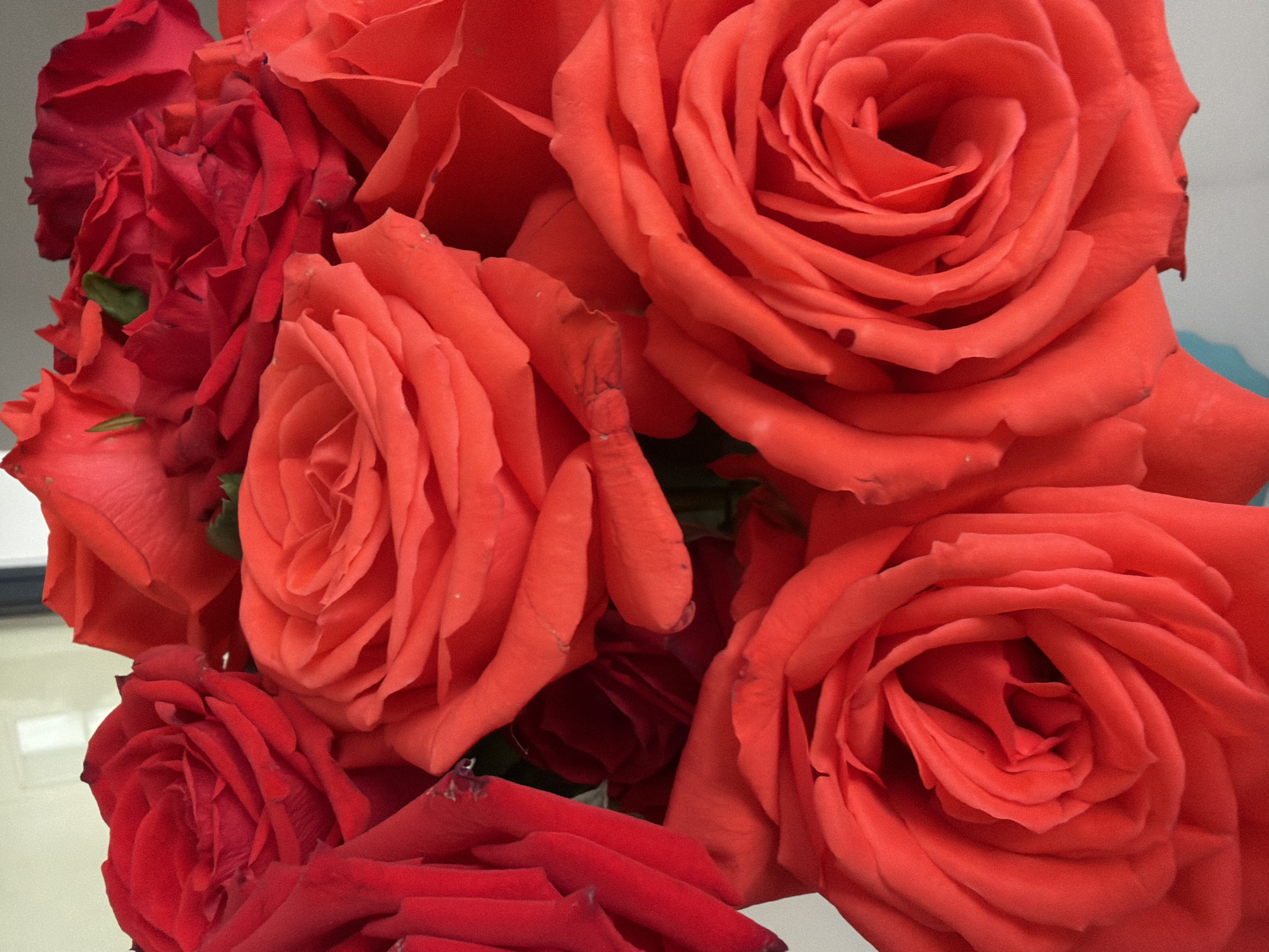 A close-up shot shows a bouquet of red and orange roses. The roses are fully bloomed and are positioned at different angles. The lighting is bright and casts soft shadows on the petals. The background is blurred and appears to be a light-colored wall or surface. There is no indication of the city of Nha Trang, Vietnam, in this image.