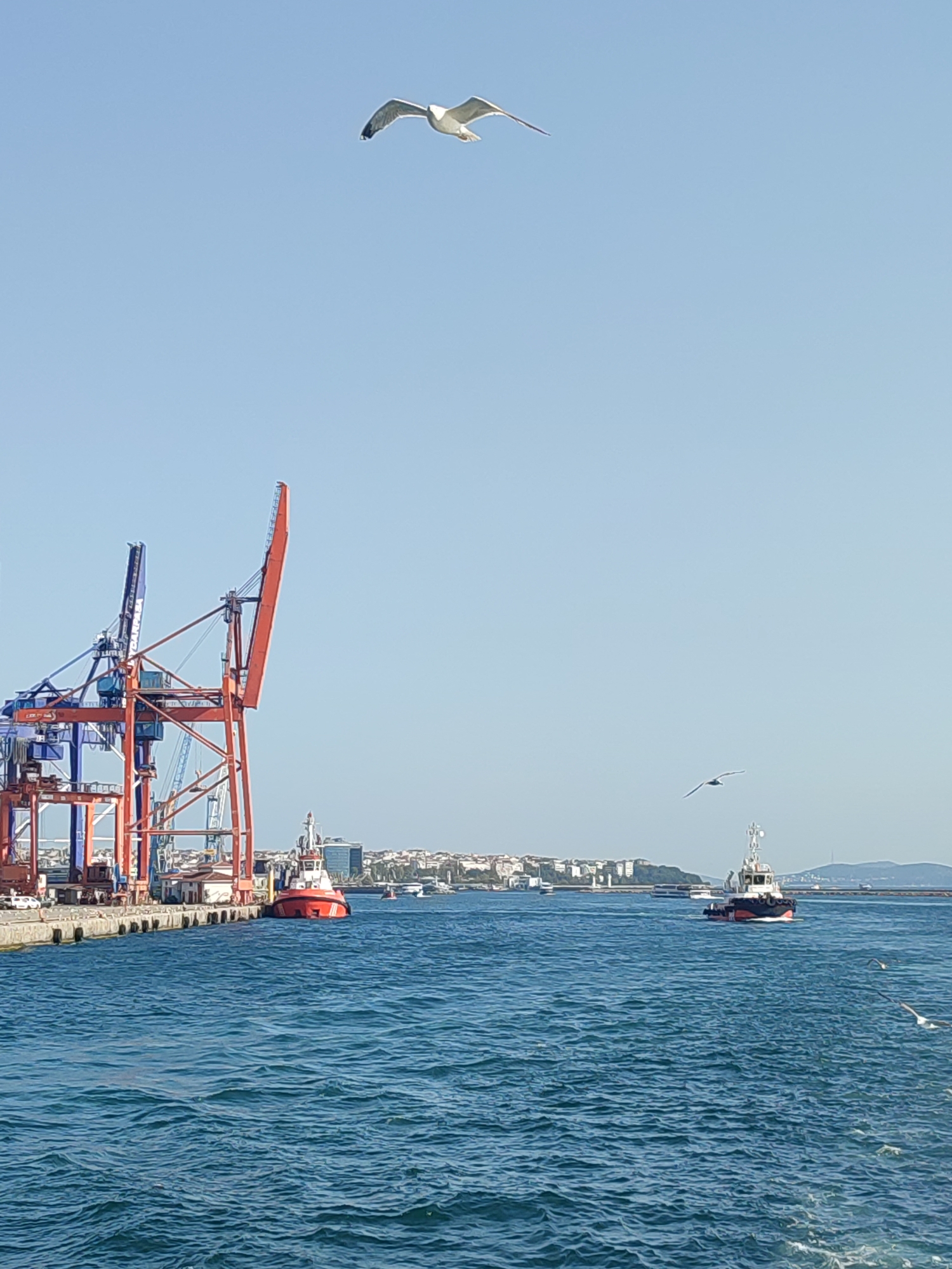 The image depicts a harbor scene with large cranes on the left side, a red and white tugboat in the middle, and a cityscape in the background. The sky is clear and blue with a few seagulls flying. The water is choppy and blue. The cranes are industrial, with one predominantly red and the other blue. The tugboat is positioned in the water near the dock. The cityscape features buildings and a bridge. The overall impression is a busy port with maritime activity. The location is likely the Port of Haydarpaşa, which is part of Üsküdar, Istanbul, Turkey, known for its large cranes and bustling port operations.