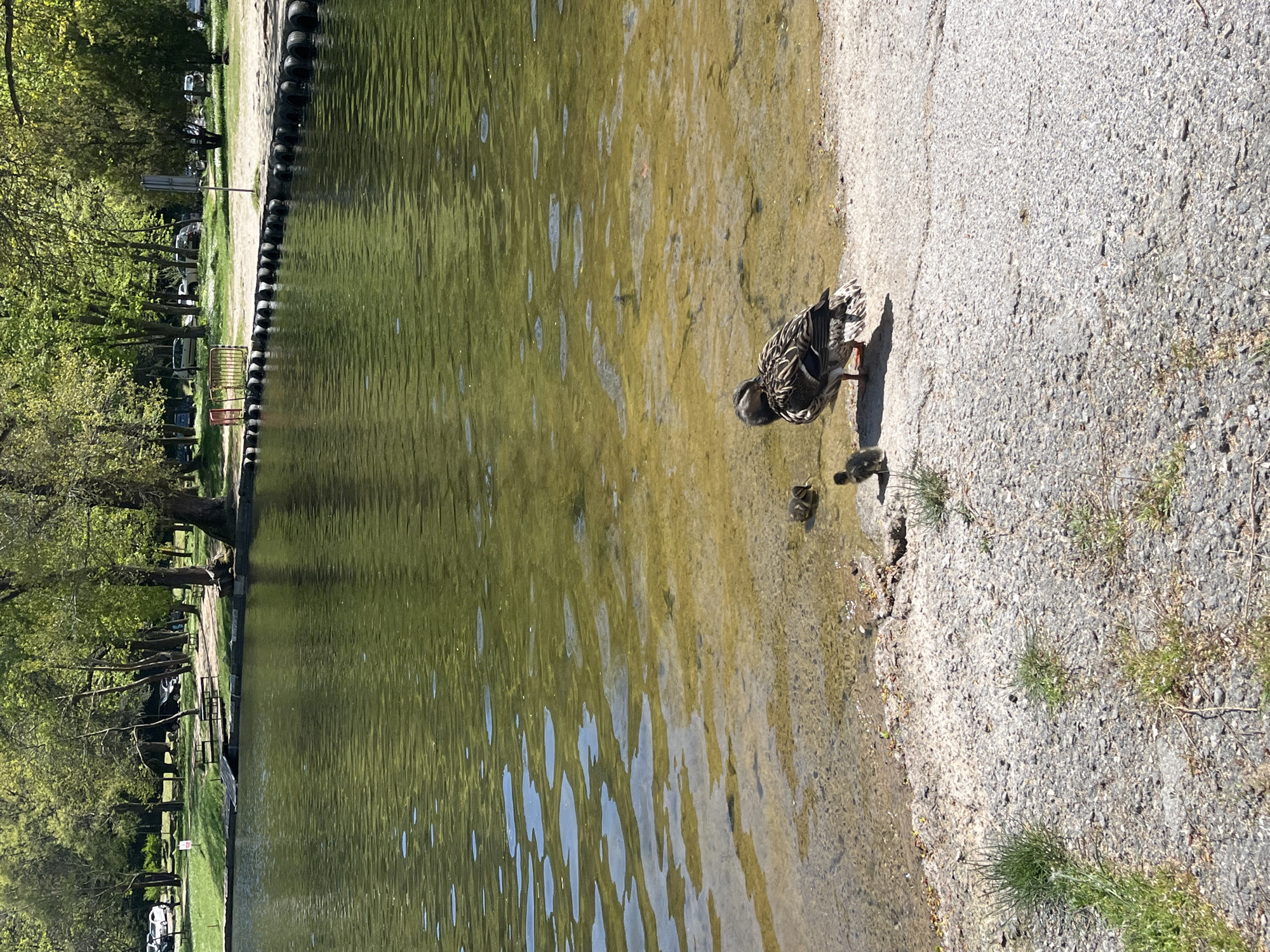 A landscape-oriented photograph shows a body of water adjacent to a paved shoreline in what appears to be an outdoor park setting, likely in the city of Blagoevgrad, Bulgaria. A duck stands at the edge of the water, with at least two ducklings nearby. The water reflects light and possibly foliage. The shoreline is paved with gray gravel. Trees and other greenery are visible along the opposite shore. A tire barrier lies along the water line.