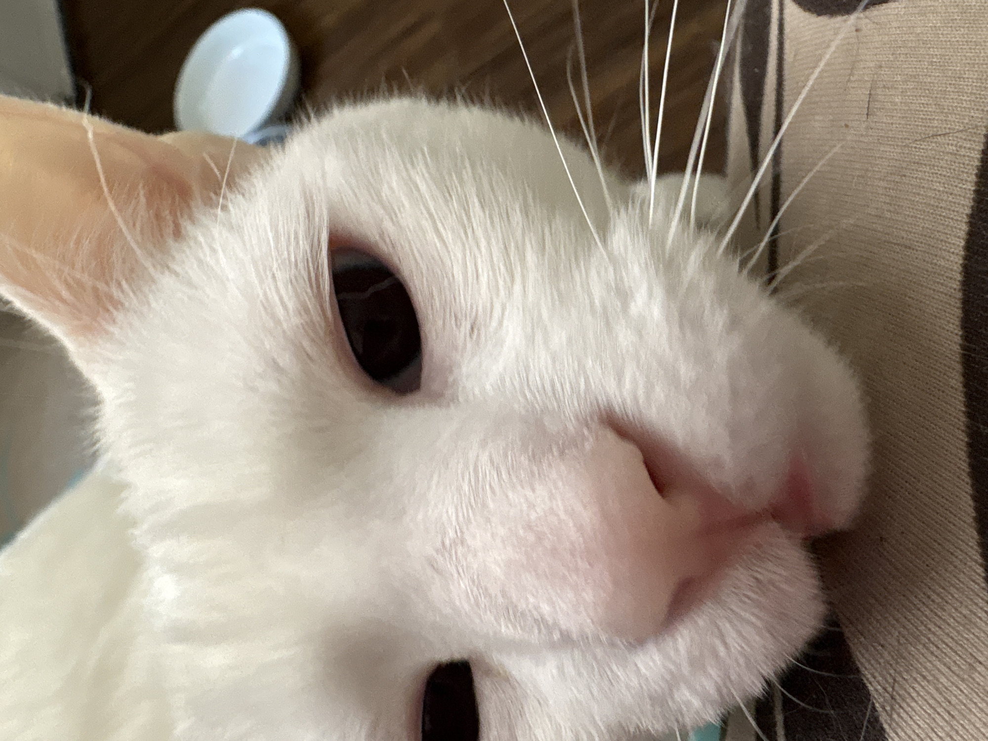 A close-up photograph depicts a white cat with a pink nose and dark eyes. The cat's face fills most of the frame. A white dish is visible in the background. The cat appears to be lying on a striped surface. The location within Seal Beach, United States of America, cannot be determined from the image.