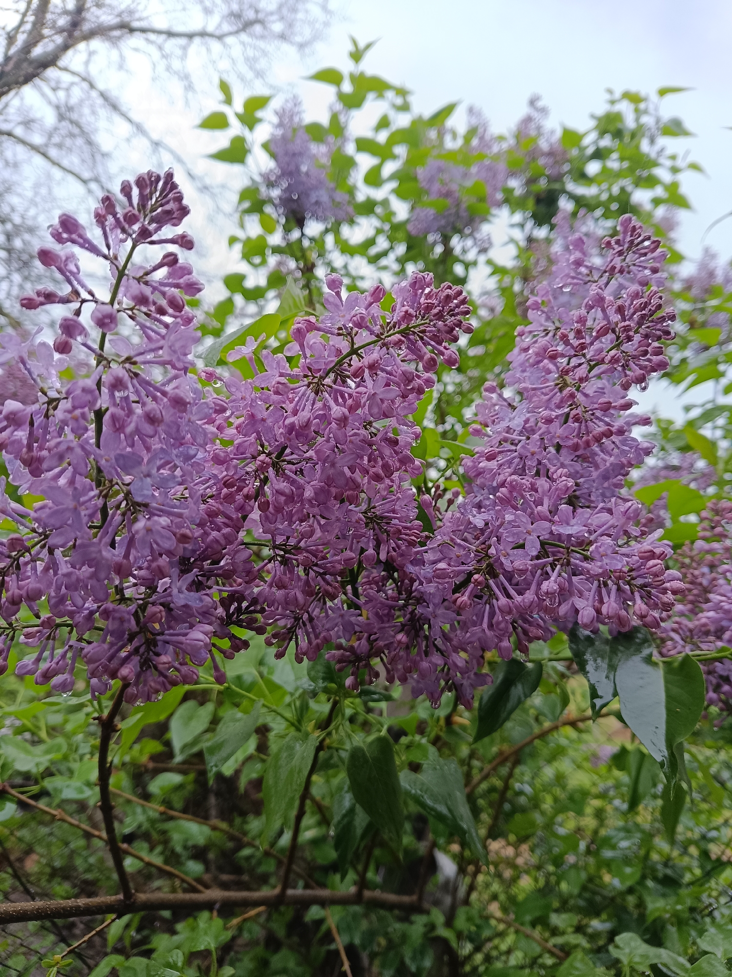 The image shows a close-up of lilac blossoms in bloom, likely in the spring. The flowers are various shades of light purple and are covered in small water droplets, suggesting it has recently rained. The blossoms are clustered densely on branches with green leaves visible behind and around the flowers. The background is blurred, showing more lilac blooms and green foliage, indicating the photograph was taken in a garden or park. Bare branches of a tree are visible in the upper part of the frame. The location, Vasil Drumev, Bulgaria, is not evident from the image itself and cannot be confirmed solely based on the visual information present.