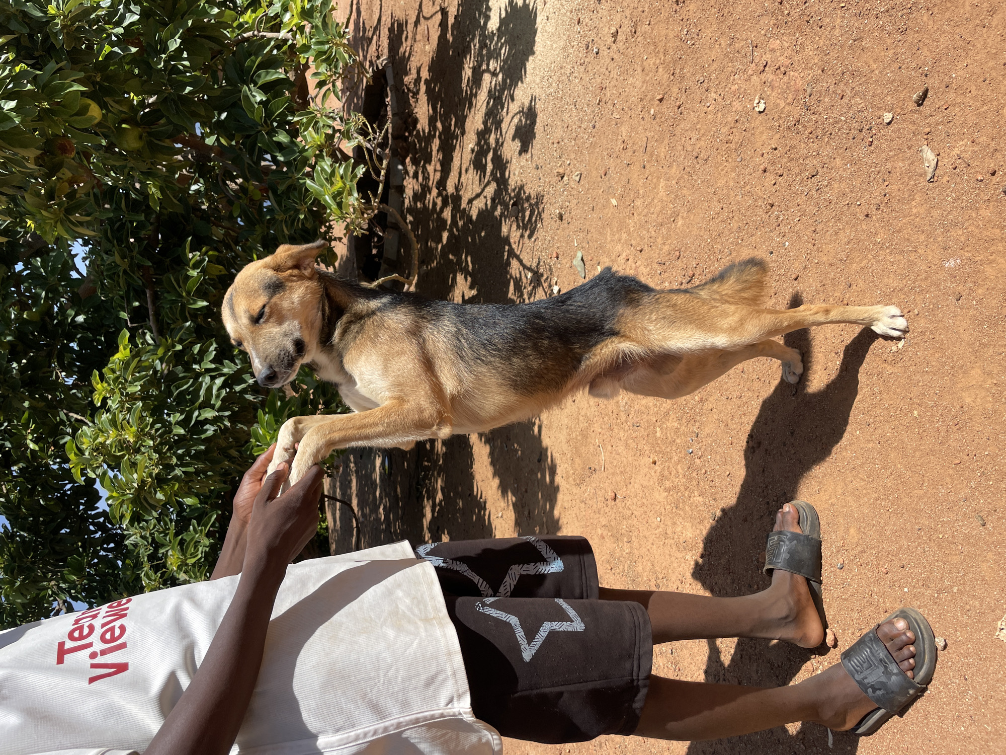 A medium-sized, tan and black dog is balancing on its hind legs. A person with dark skin is holding the dog's front paws. The person is wearing a white t-shirt with red lettering, black shorts with silver stars, and gray sandals. The ground is reddish-brown dirt. There is a green leafy bush behind the dog. The photo was taken outdoors. The location is Rafin Bauna, Nigeria.