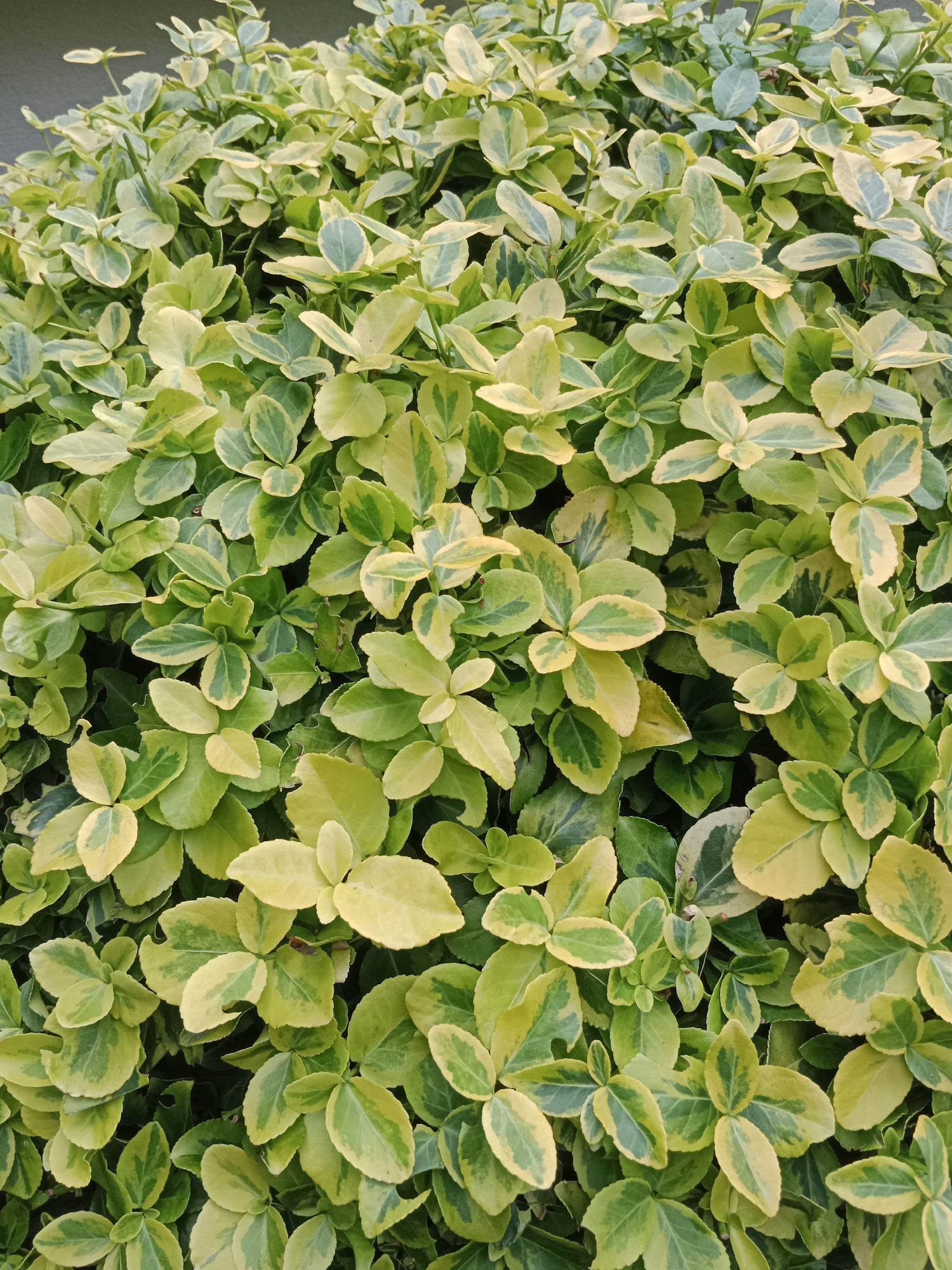 The image displays a dense cluster of variegated evergreen shrub leaves, predominantly in shades of light green and yellow. The leaves are oval-shaped with slightly serrated edges and are arranged in opposing pairs along thin stems. Some leaves exhibit a clear marbling pattern of green and yellow, while others are almost entirely yellow or green. The overall texture of the foliage is glossy and appears healthy. The background is dark and out of focus, suggesting the photograph was taken close-up of the shrub. There are no people, animals, or man-made objects visible in the image. The scene depicts a natural element of greenery within an urban environment, potentially a garden, park, or street-side planting in the city of Bydgoszcz, Poland.