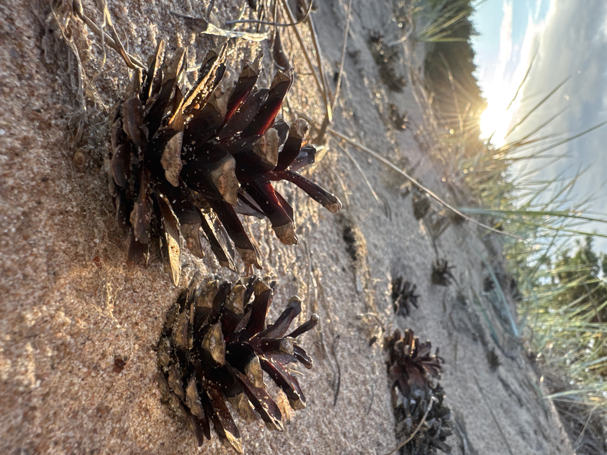 This is a close-up, low-angle photograph of pinecones on a sandy dune in Shepelevo, Russia. The sun is low in the sky, casting a warm, golden light and creating lens flare through the tall grass on the dune. Two prominent pinecones are in the foreground, with several others scattered in the background. The sand is light brown and appears to have fine grains. The overall impression is one of a natural, coastal environment bathed in the soft light of sunset or sunrise. There are no people or animals visible in the image.