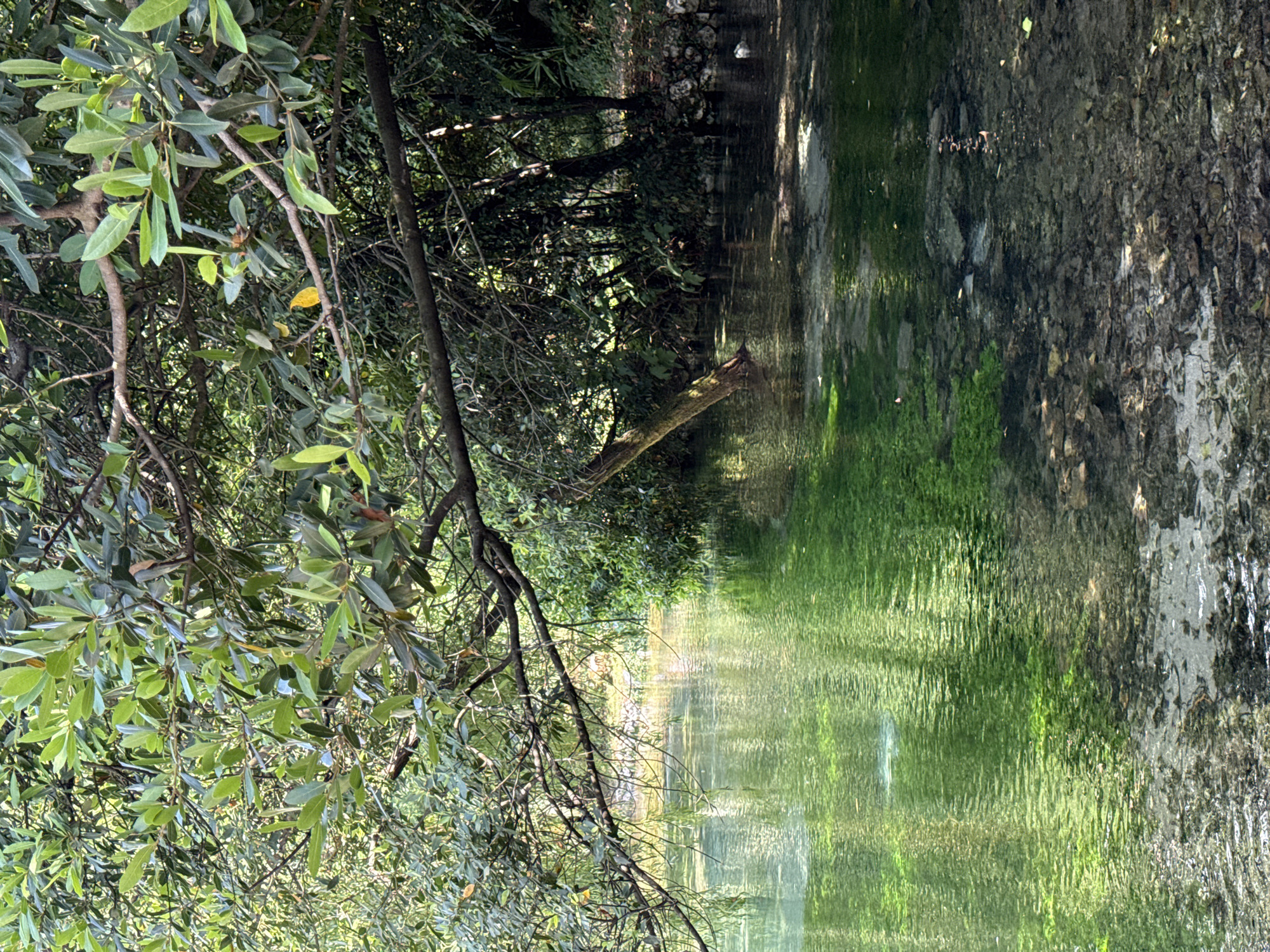 The image depicts a serene natural scene, likely a freshwater spring or a slow-moving river in Morinj, Montenegro. The foreground is dominated by clear, shallow water with a rocky bed visible beneath its surface. Lush green aquatic vegetation creates vibrant patches of color within the water. A thick canopy of trees, with dense green foliage, extends over the water, casting dappled shadows. The branches of these trees, some of which overhang the water, create a sense of enclosure and tranquility. On the right bank of the water, a dense cluster of trees and bushes forms a dark, verdant wall, with some white rocks visible at the base. A single, pale object, possibly a bird or a piece of debris, is visible in the water near the right bank. The overall atmosphere is one of natural beauty and peacefulness.