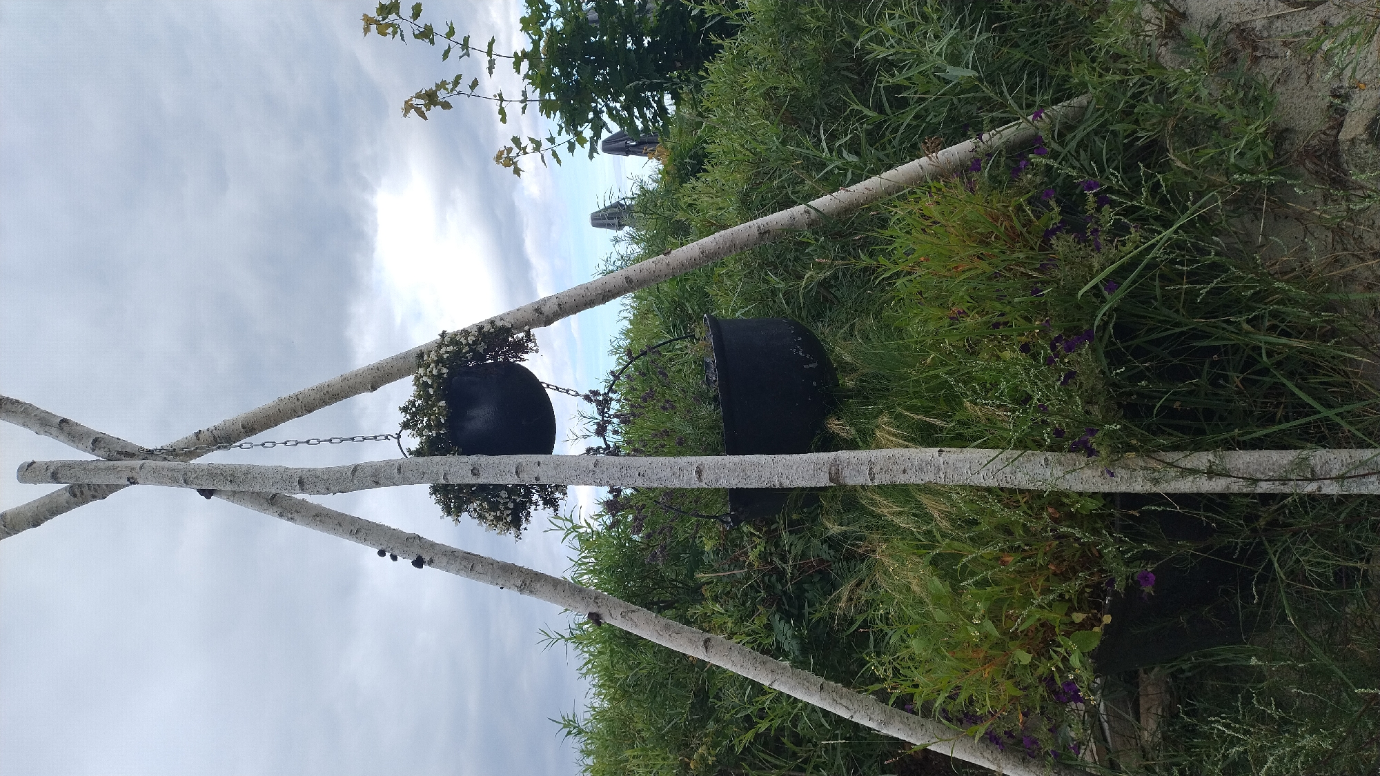 The image depicts an outdoor scene in Jūrmala, Latvia, featuring a tripod made of three birch logs supporting two black cauldron-like pots. The top pot, suspended by a chain, contains a cluster of white flowers. The bottom pot, positioned lower and partially obscured by vegetation, appears to hold a plant with purple flowers and other greenery. The surrounding environment is densely overgrown with various types of grass and plants, with some purple flowers visible amongst the foliage. The sky above is overcast with dramatic cloud formations. In the background, blurry structures, possibly large umbrellas or awnings, are faintly visible, suggesting the presence of a nearby public area or establishment. The image is captured from a low angle, emphasizing the natural surroundings and the rustic decorative elements.