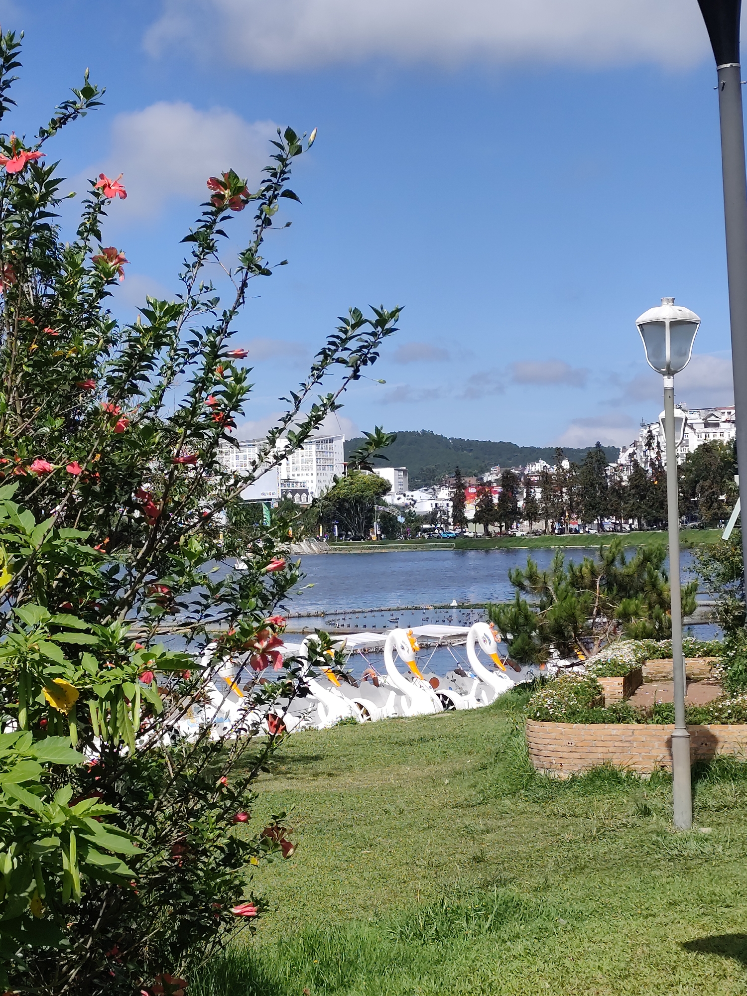This is a daytime outdoor scene showing a view of Xuan Huong Lake in Da Lat, Vietnam. In the foreground, a bush with red flowers is visible on the left, partially obscuring the view. A grassy lawn leads down to the lake's edge, where several swan-shaped paddle boats are parked. In the background, there is a view across the lake to the cityscape of Da Lat, with buildings and trees. A vintage-style lamppost is positioned on the right side of the frame. The sky is blue with scattered white clouds.