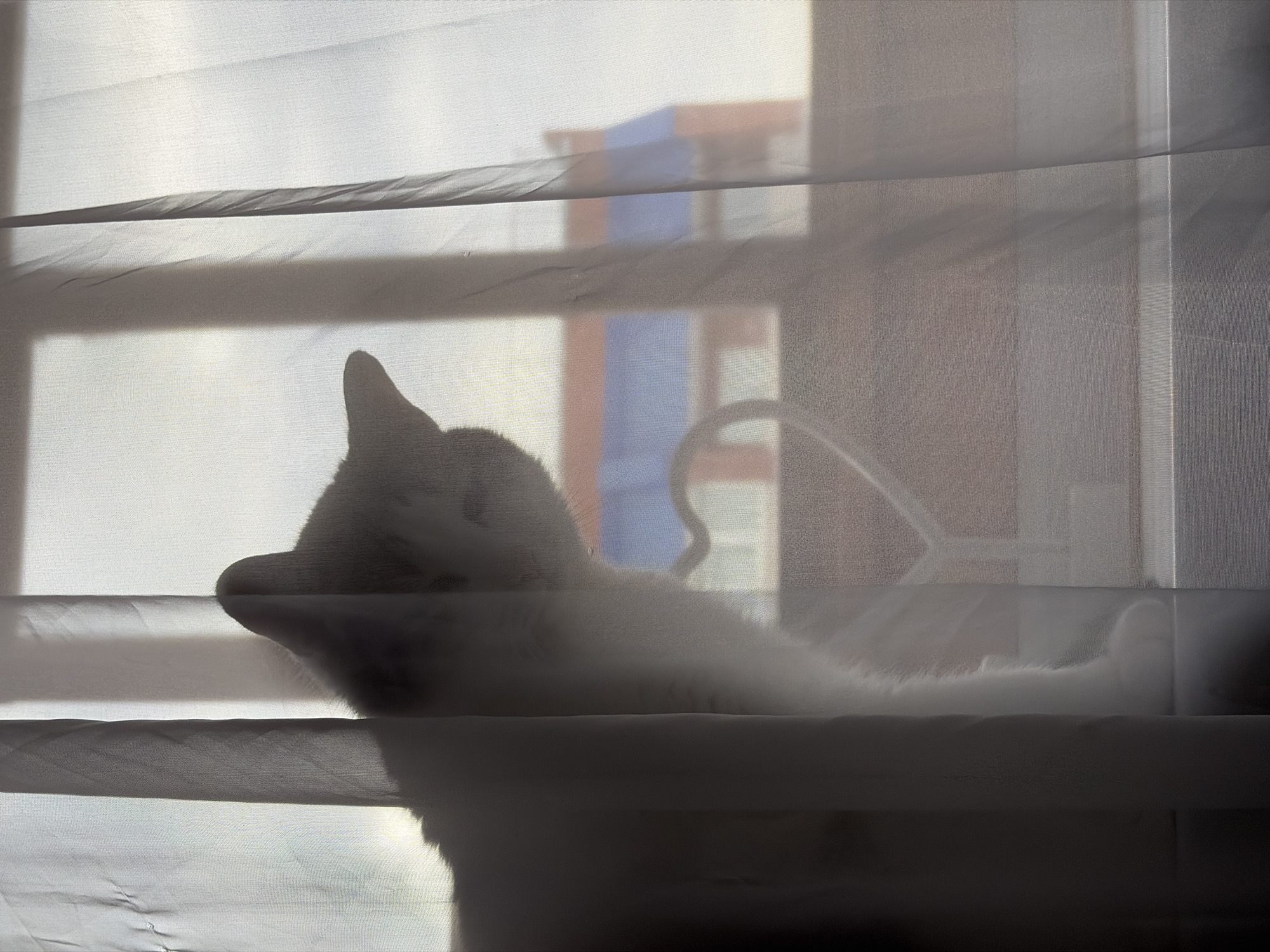 The image presents an interior view focused on a window in Izhevsk, Russia, veiled by translucent, light-colored curtains. A cat, largely silhouetted by external light, is positioned on an interior windowsill on the left side of the frame, oriented towards the exterior. Its head, back, and a front paw are discernible through the curtain. A heart-shaped decorative object rests on the windowsill, also partially obscured. Beyond the curtains, a building with a reddish-brown facade and a prominent blue roofline is vaguely visible in the background, illuminated by external ambient light.